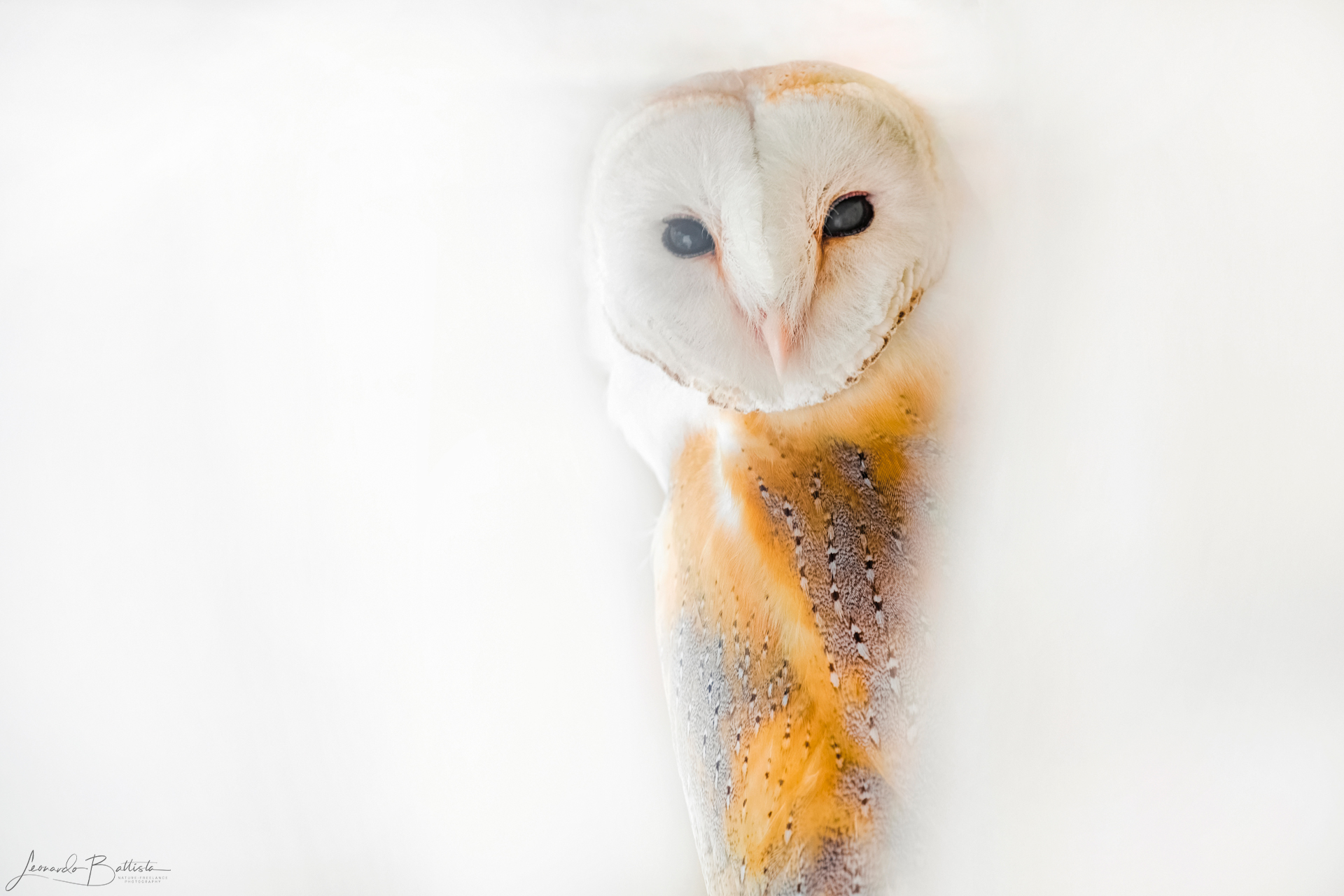 Young Barn Owl