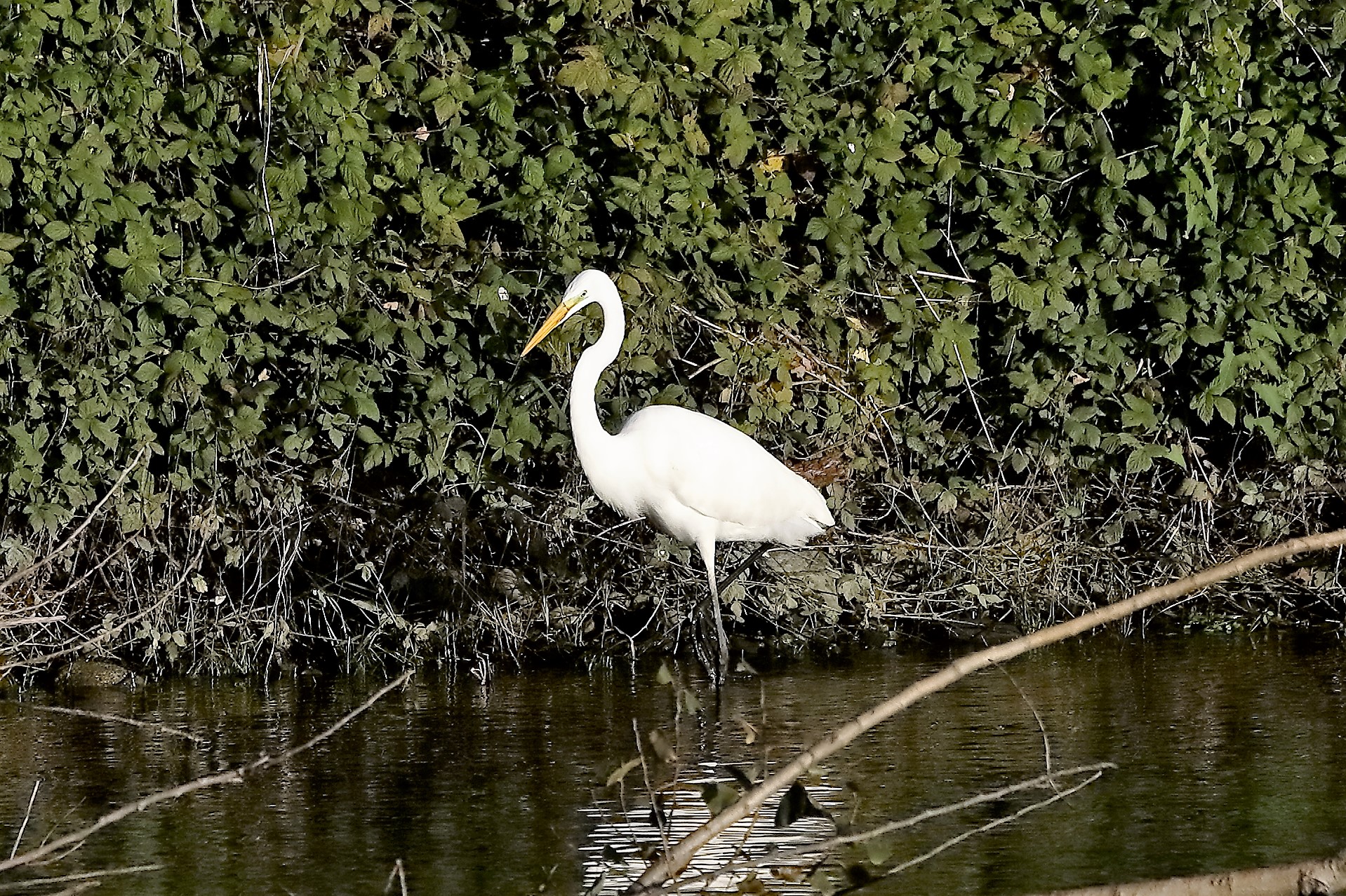 airone BM 23 novembre 2022