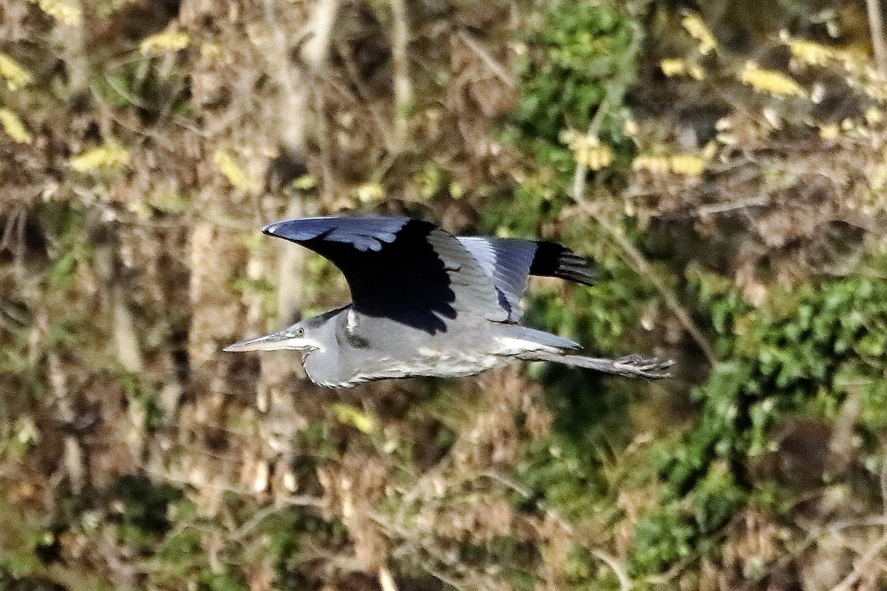 Cenerino 23 novembre 2022