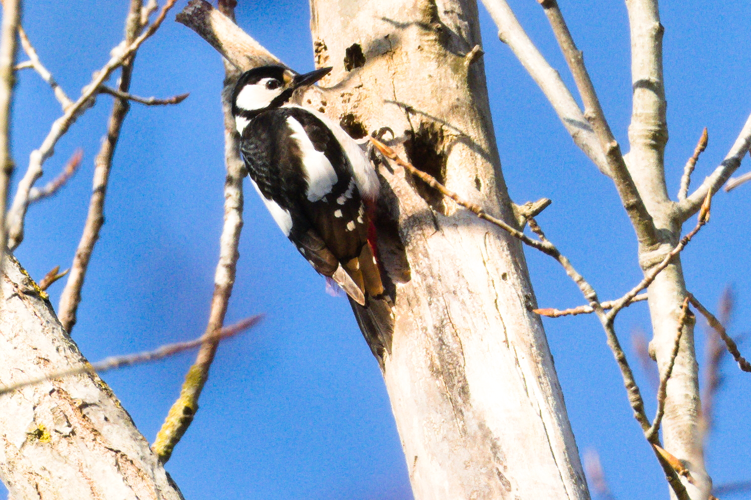 Spotted woodpecker, Alviano 30 January 2023