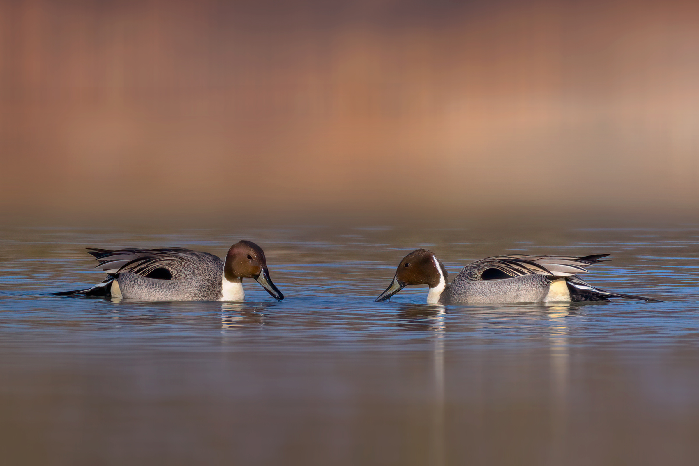 Codoni (Anas acuta) - Northern pintail