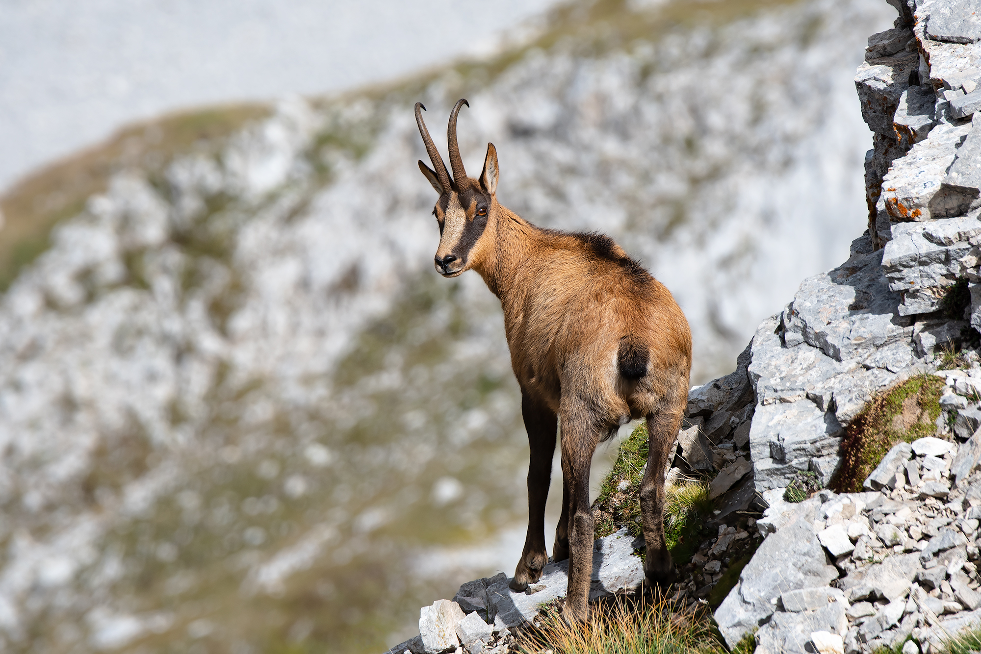 Camoscio del Gran Sasso