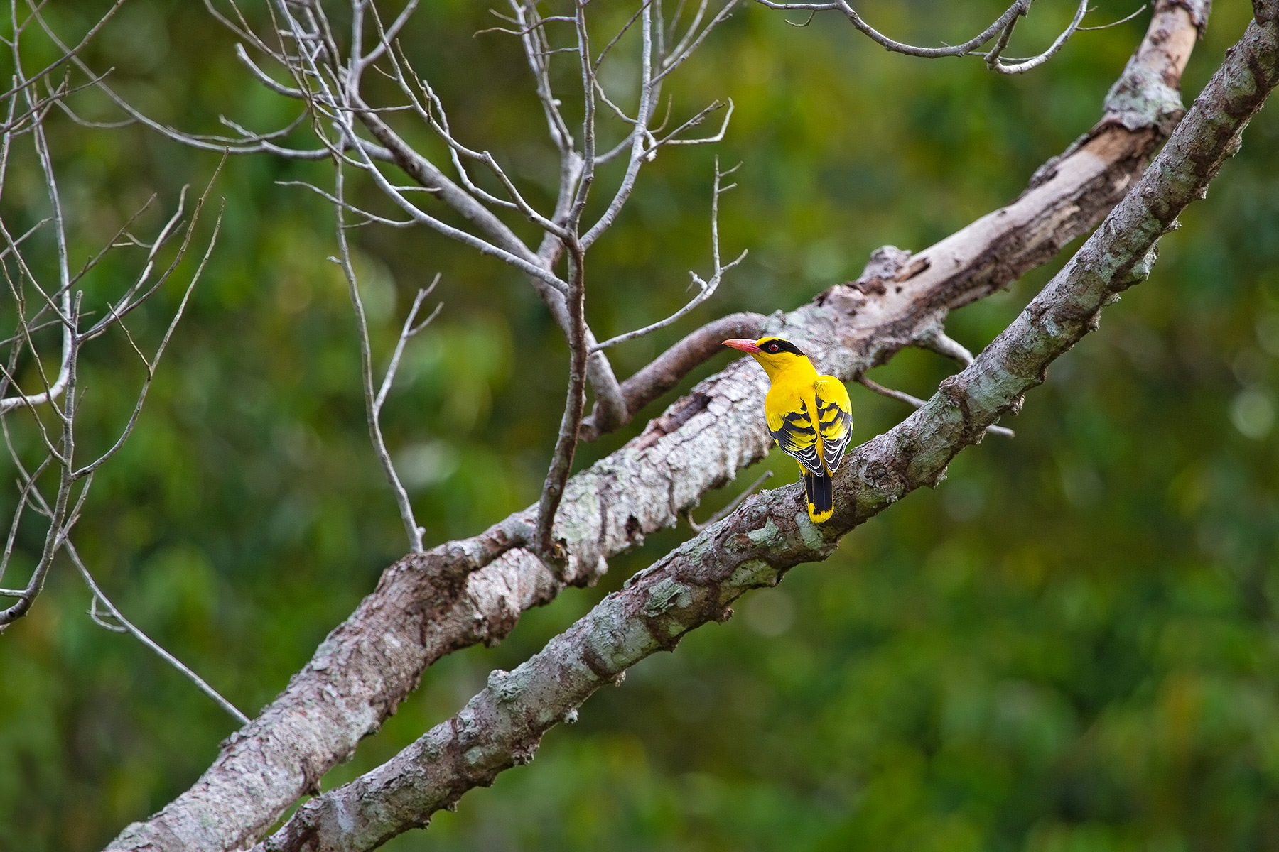 Black naped oriole nel suo ambiente