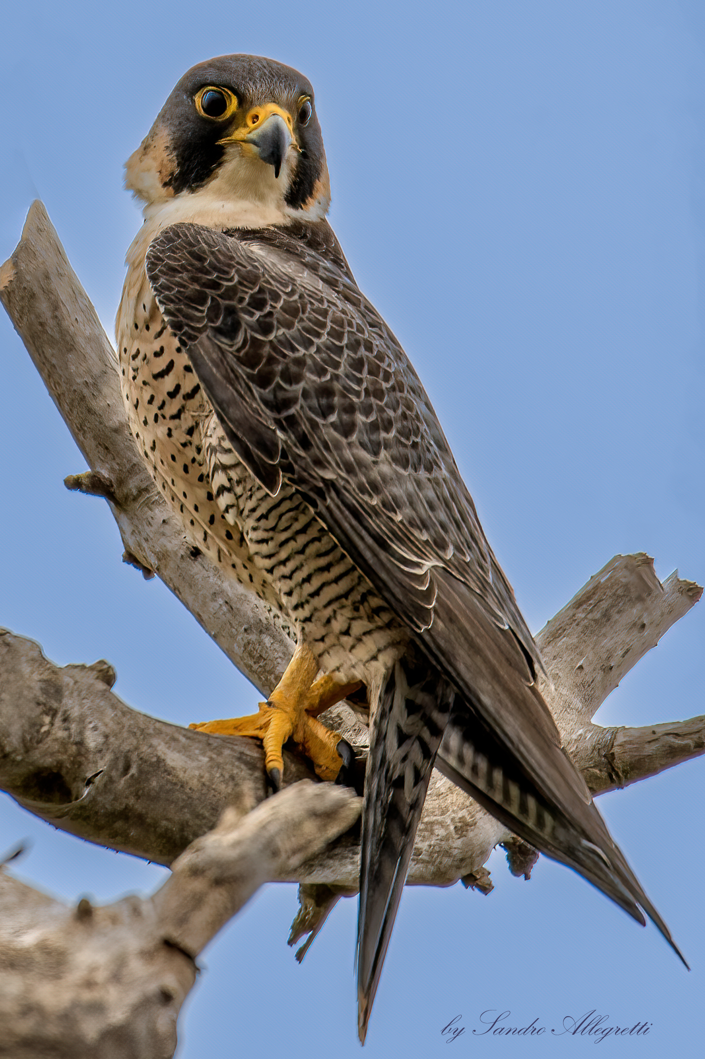 Il falco pellegrino (Falco peregrinus)