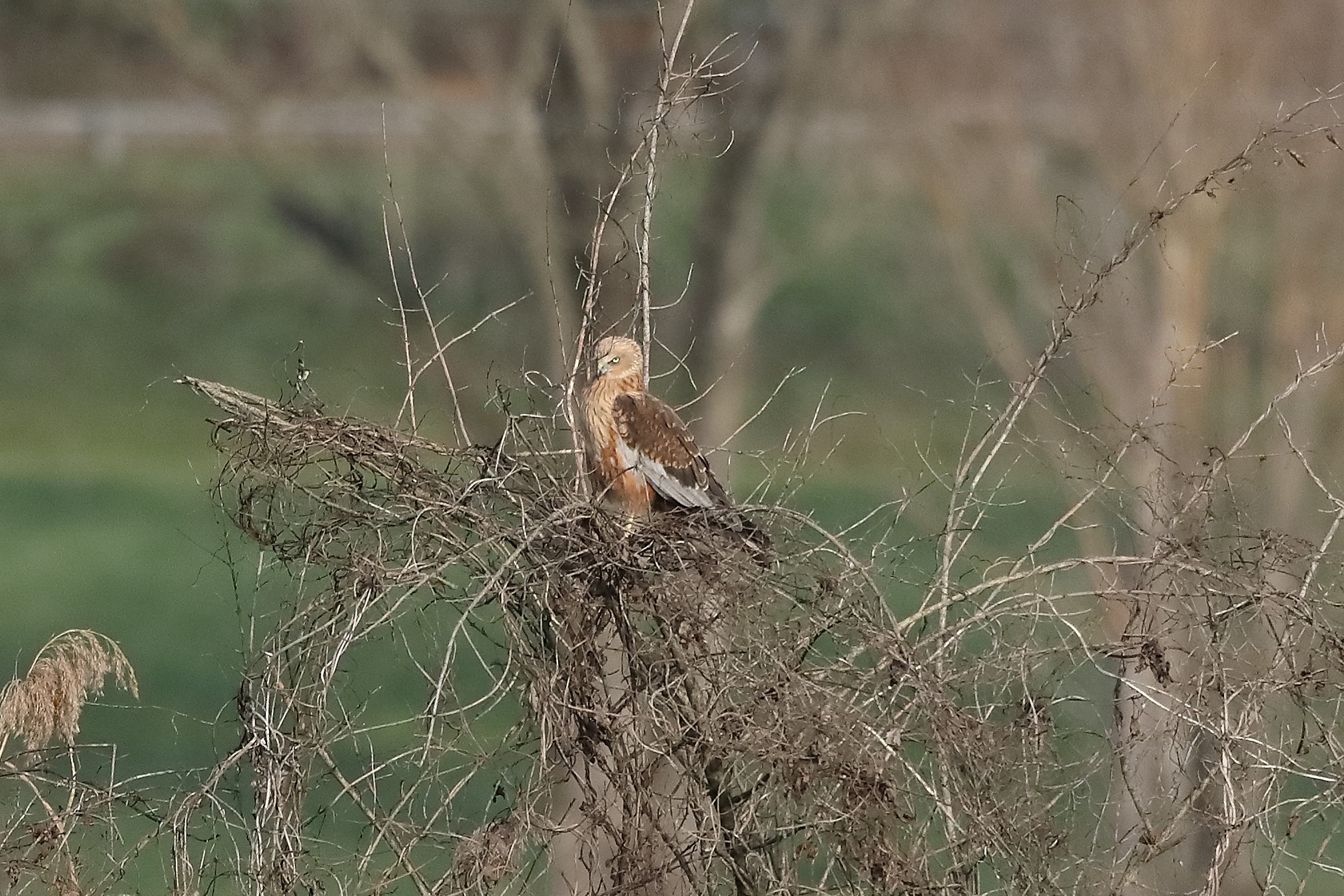 Falco di palude 18-12-2022