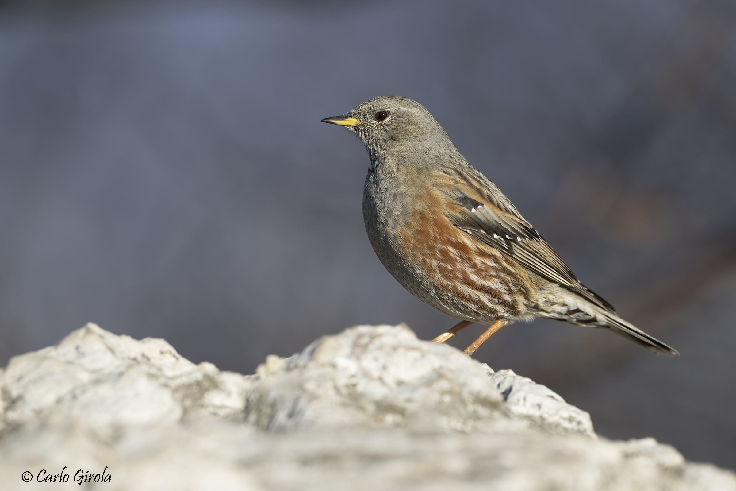 Sordone (Prunella collaris)