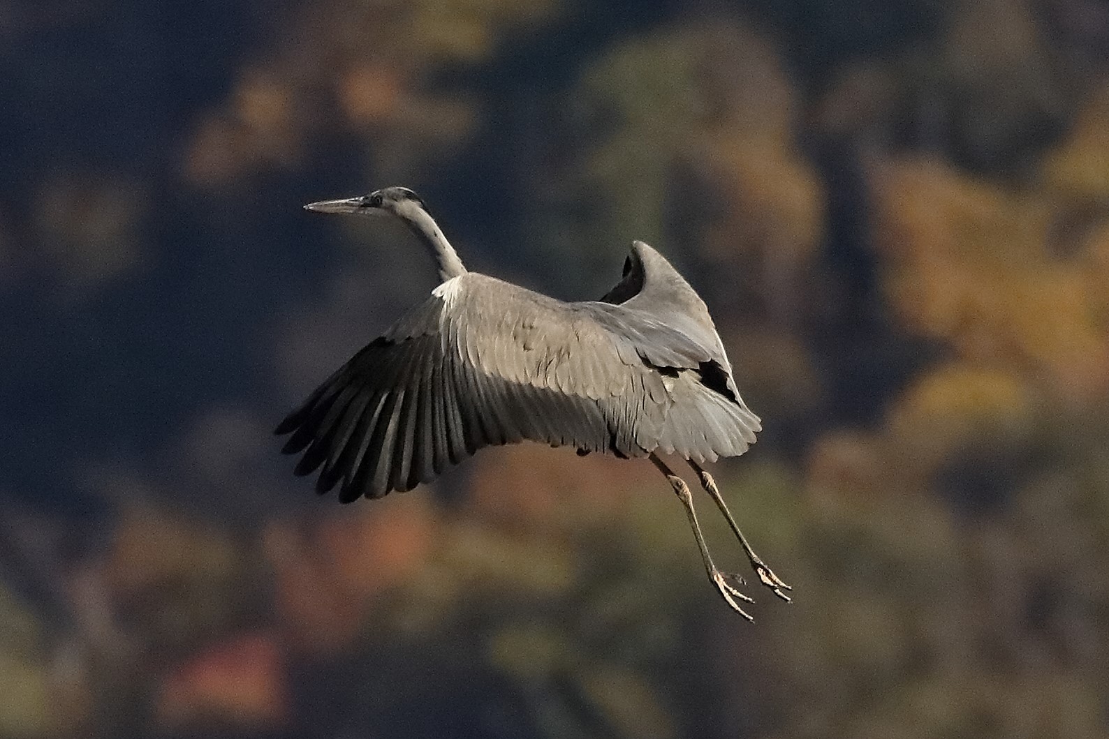 Cenerino 23 novembre 2022