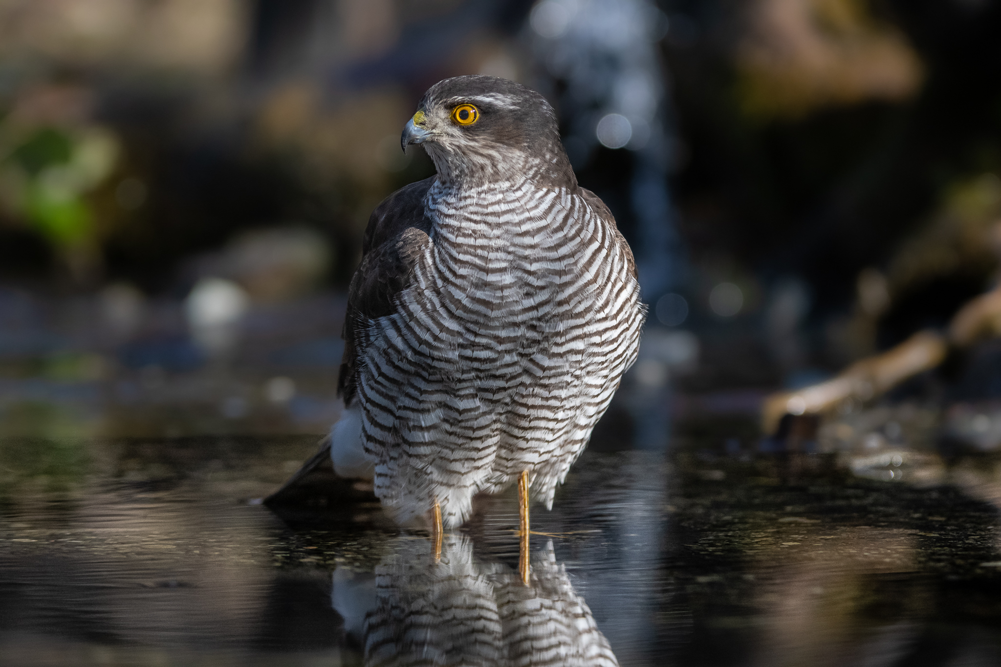 Abbeverata Sparviere femmina