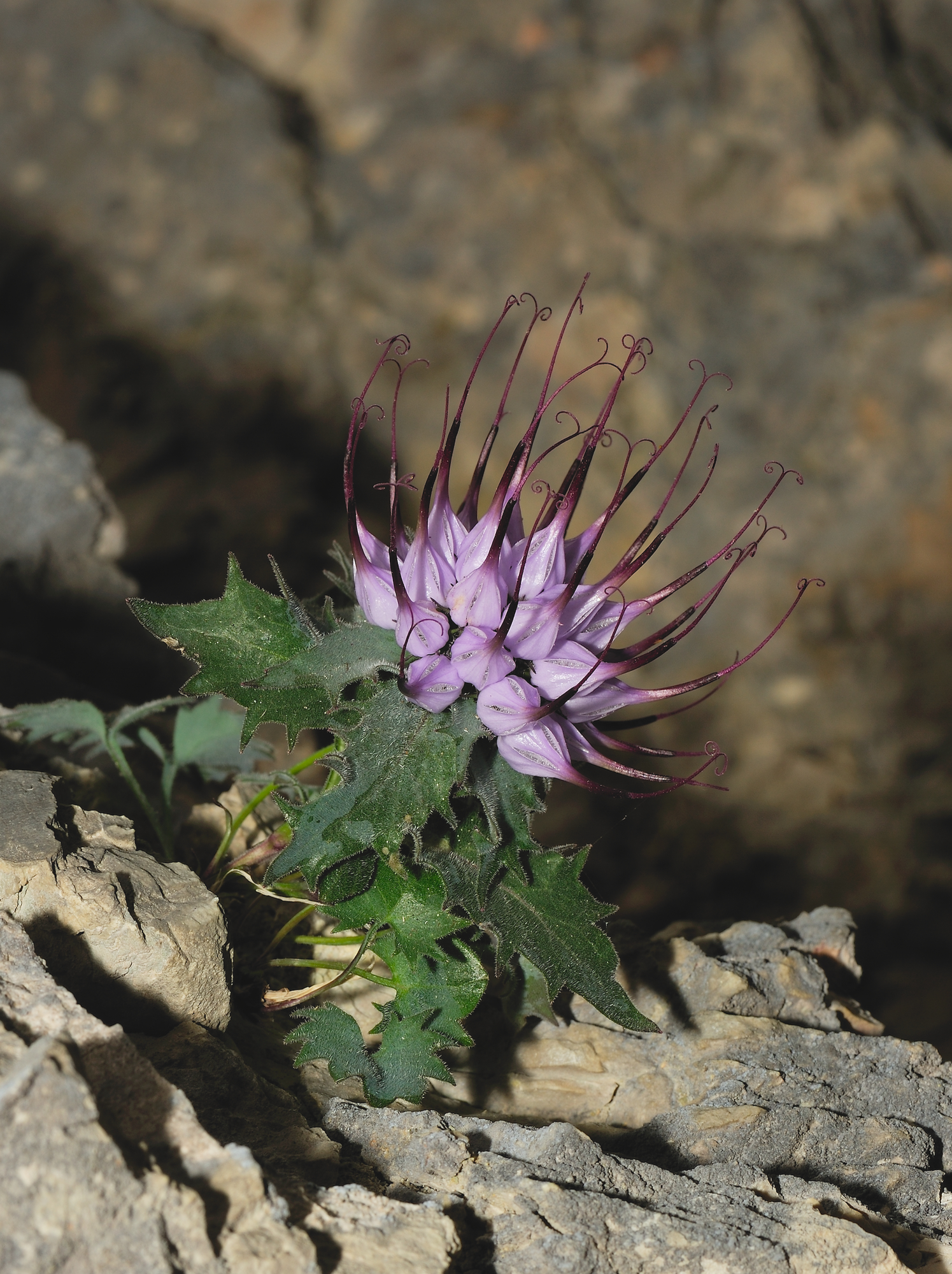 Physoplexis comosa