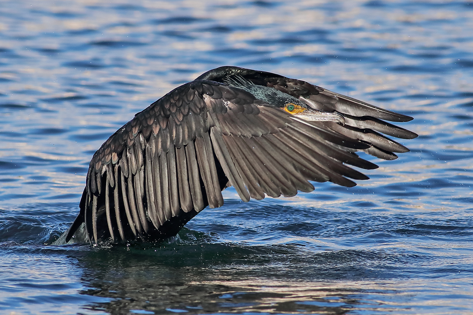 Cormorant