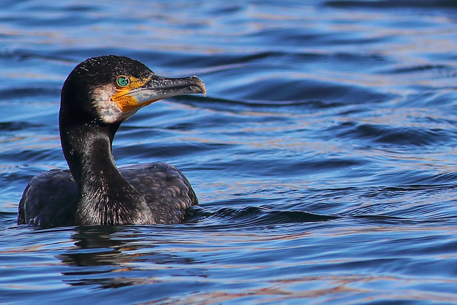 Cormorant