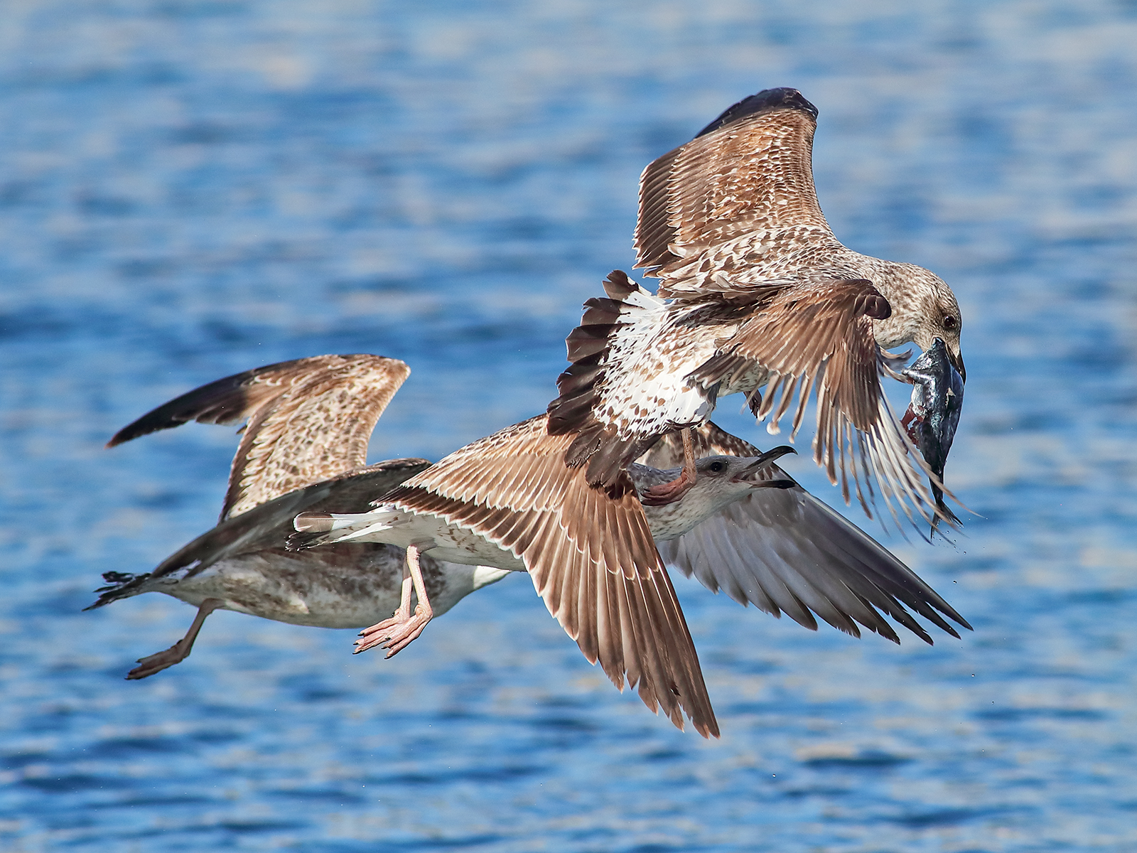 Young seagulls