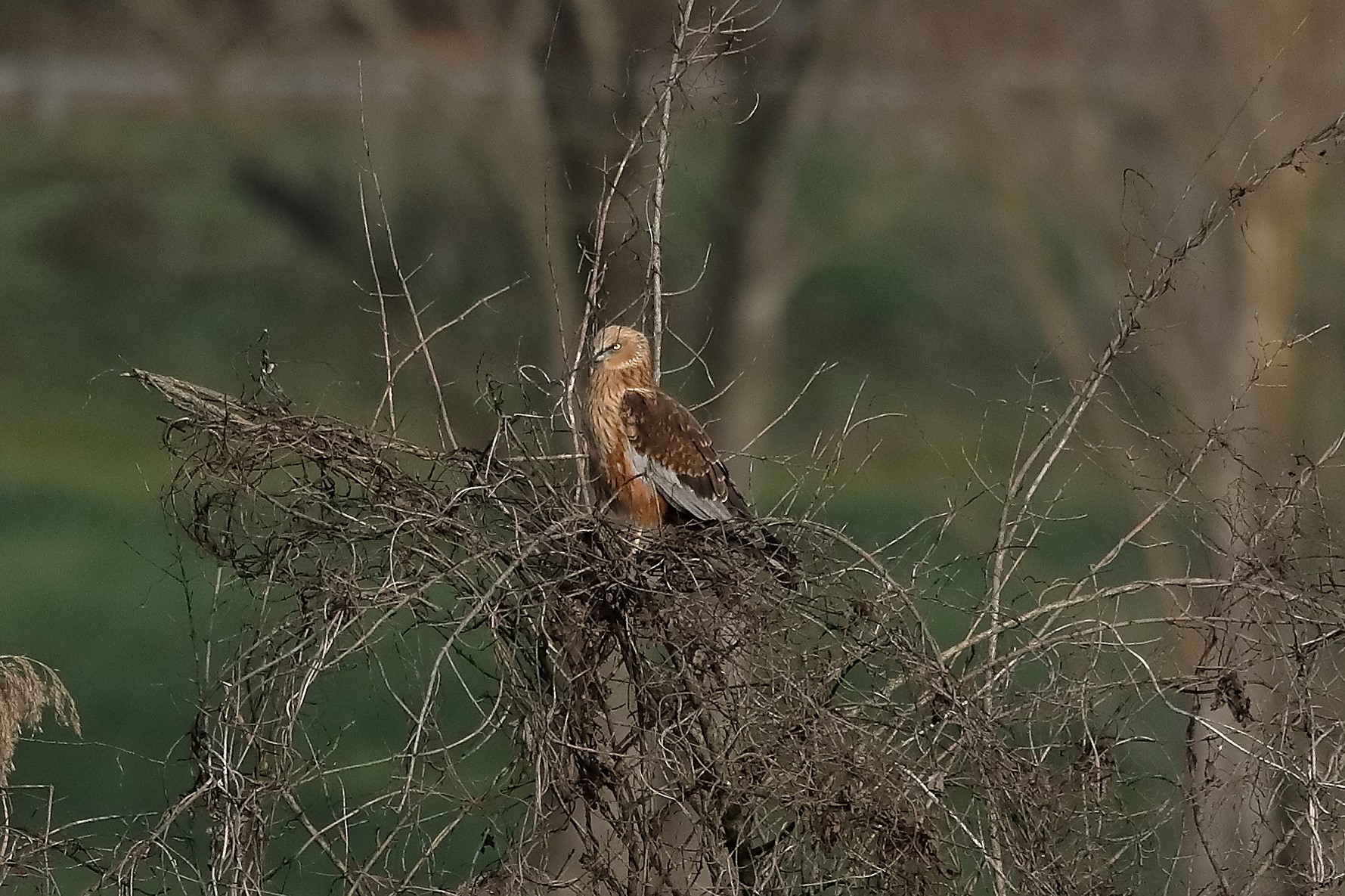 Falco di palude 18-12-2022