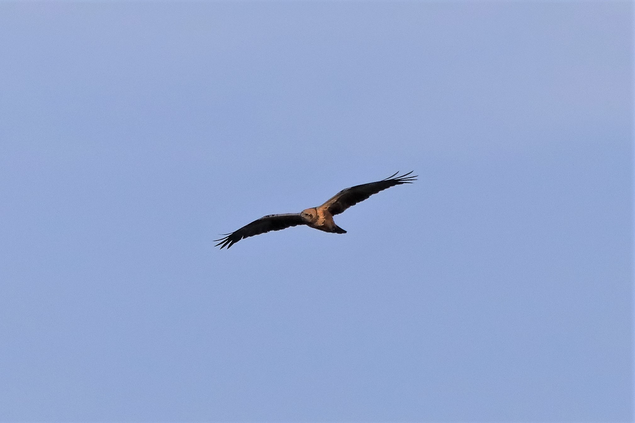 Falco di palude F 18-12-2022