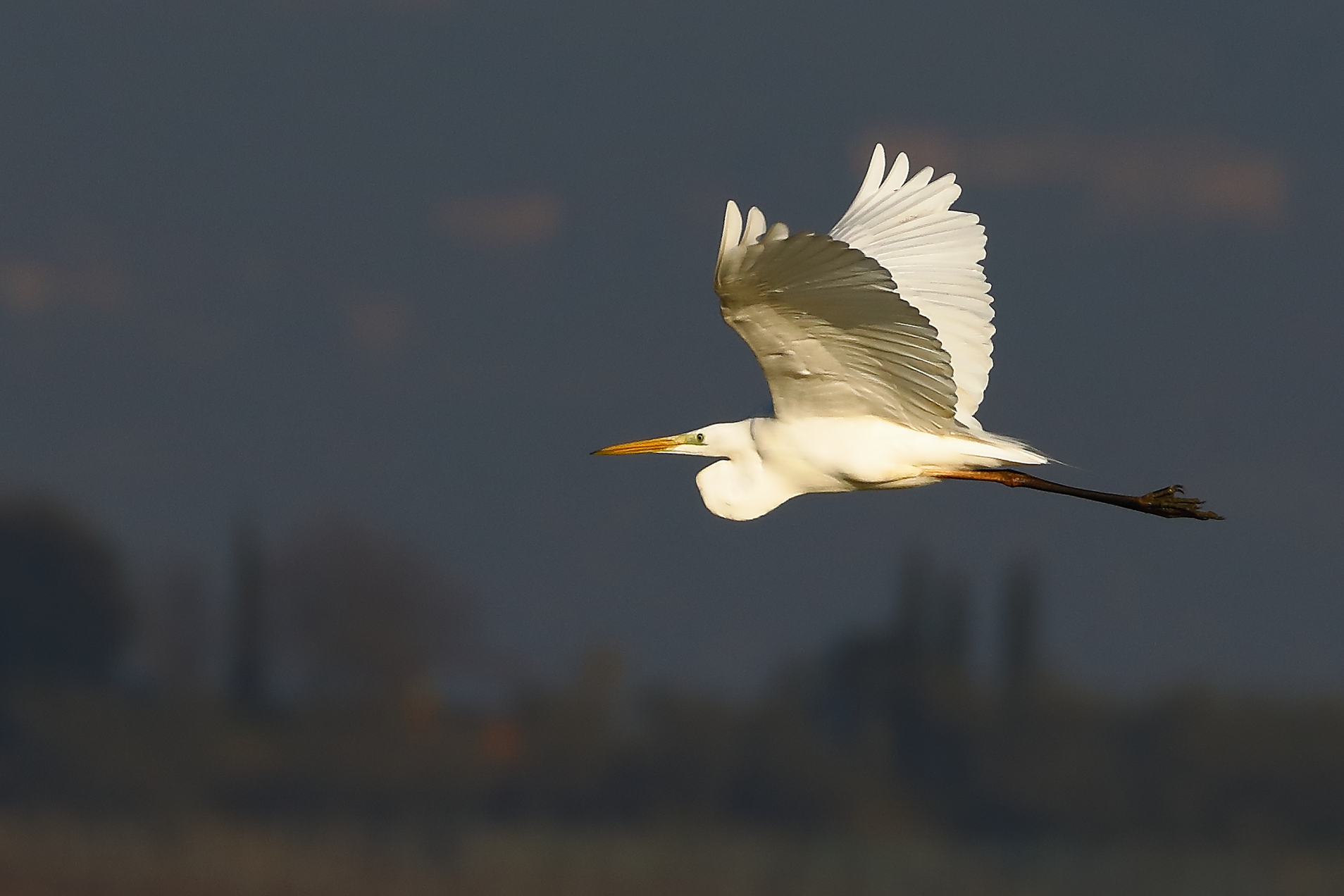 L'elegante volo dell'Airone bianco.
