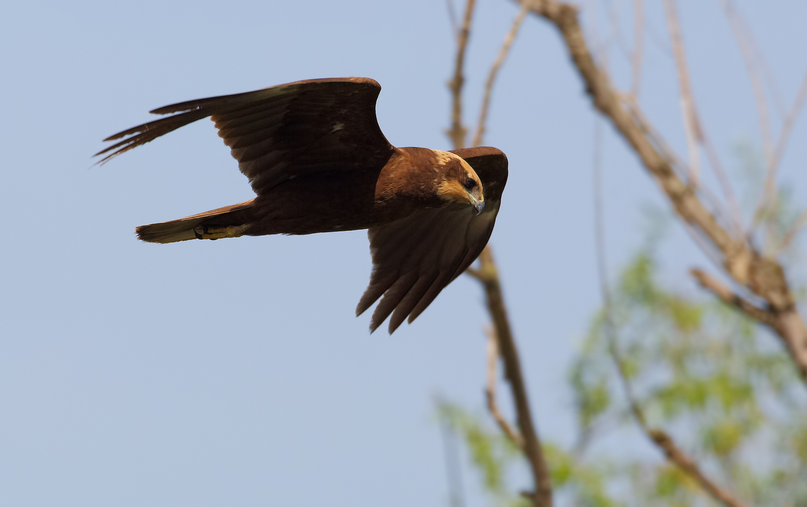 Female marsh harrier