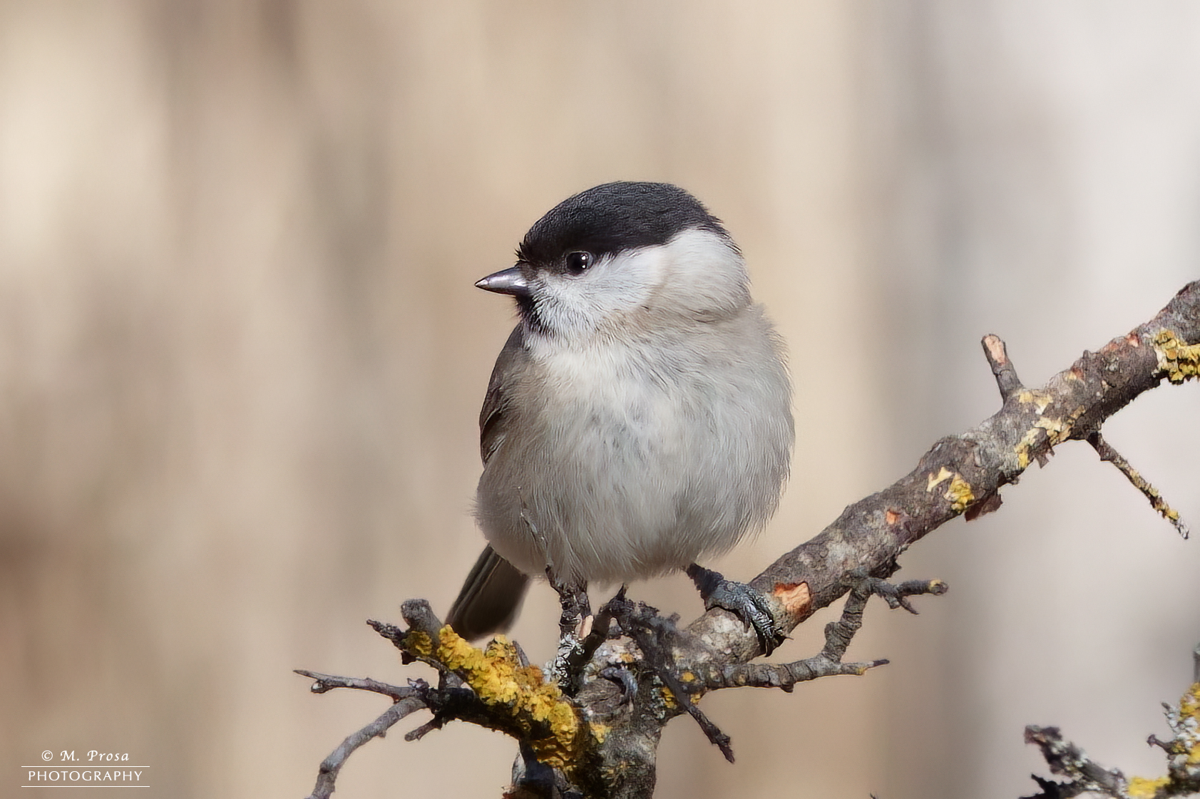Blackcap