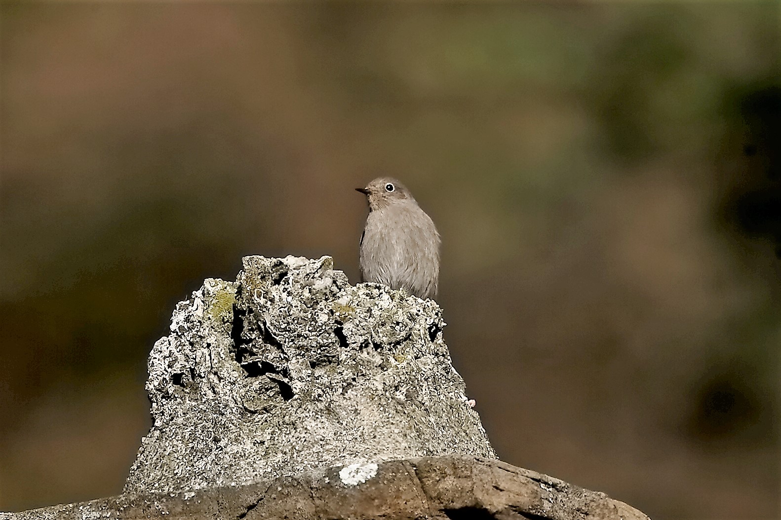 codirosso 25 novembre 2022