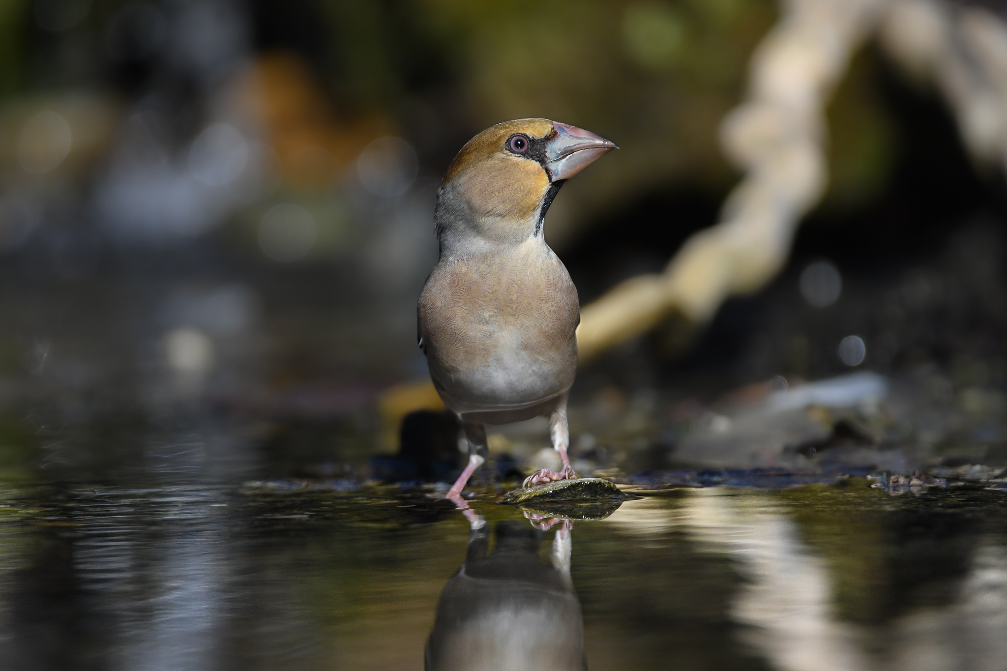 Frosone col suo becco così robusto