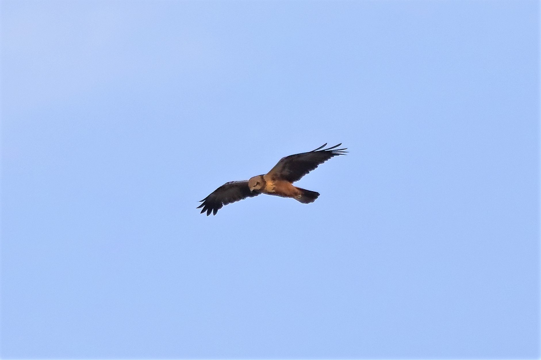 Falco di palude F 18-12-2022