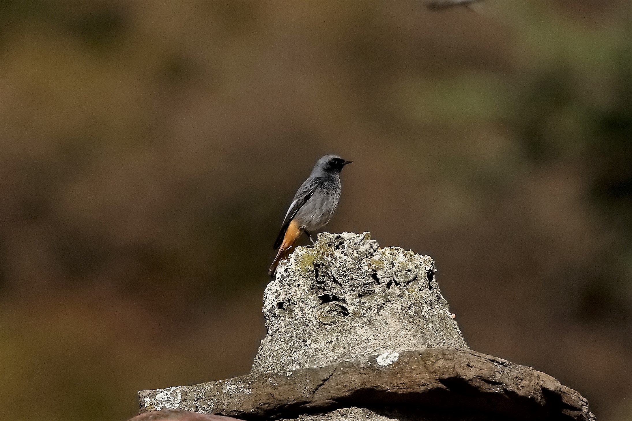 codirosso 25 novembre 2022