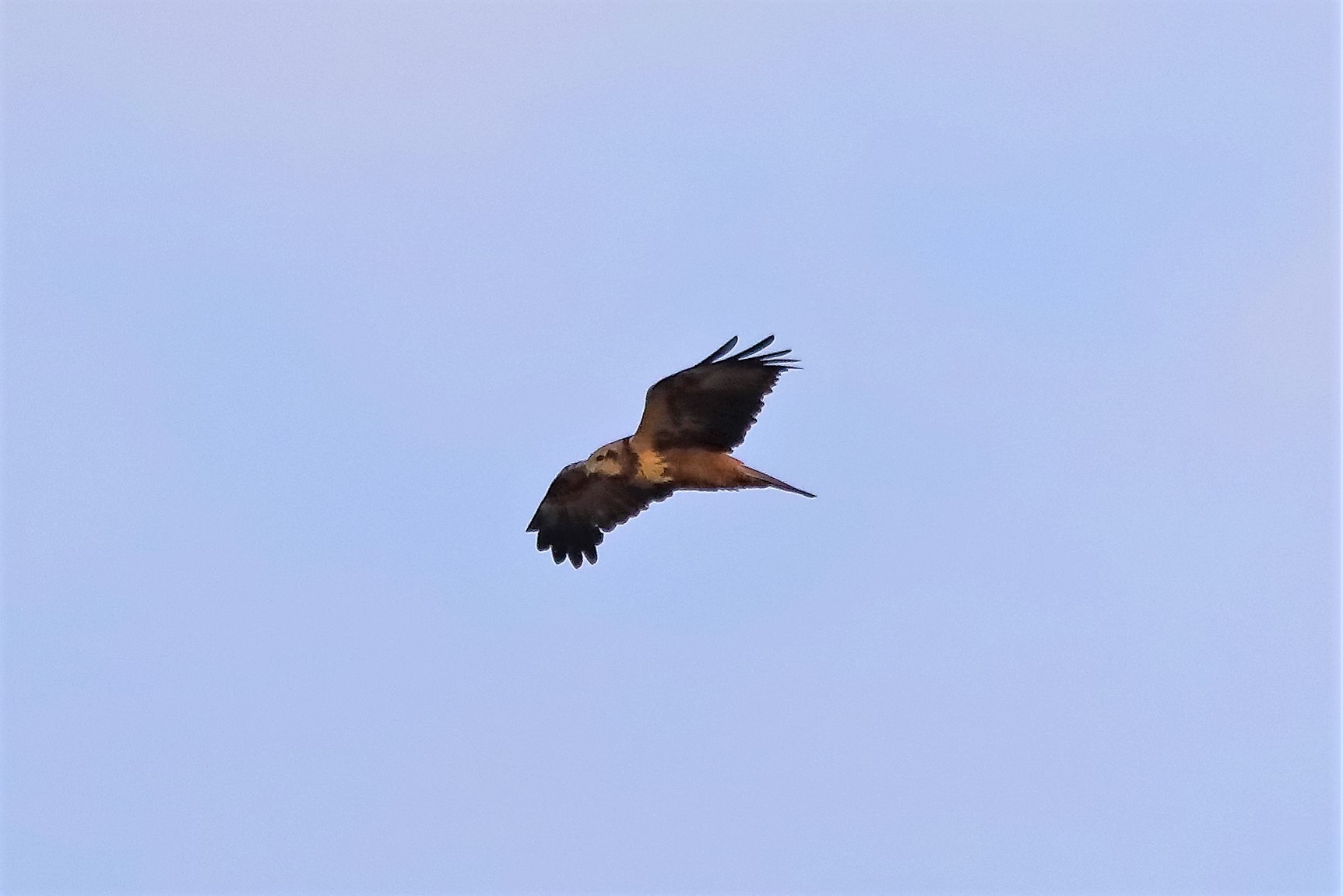 Falco di palude F 18-12-2022