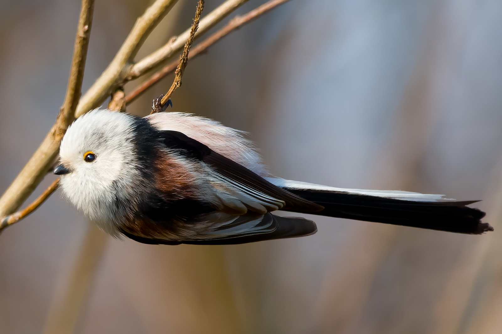 Long-tailed Tit - Aegithalos caudatus