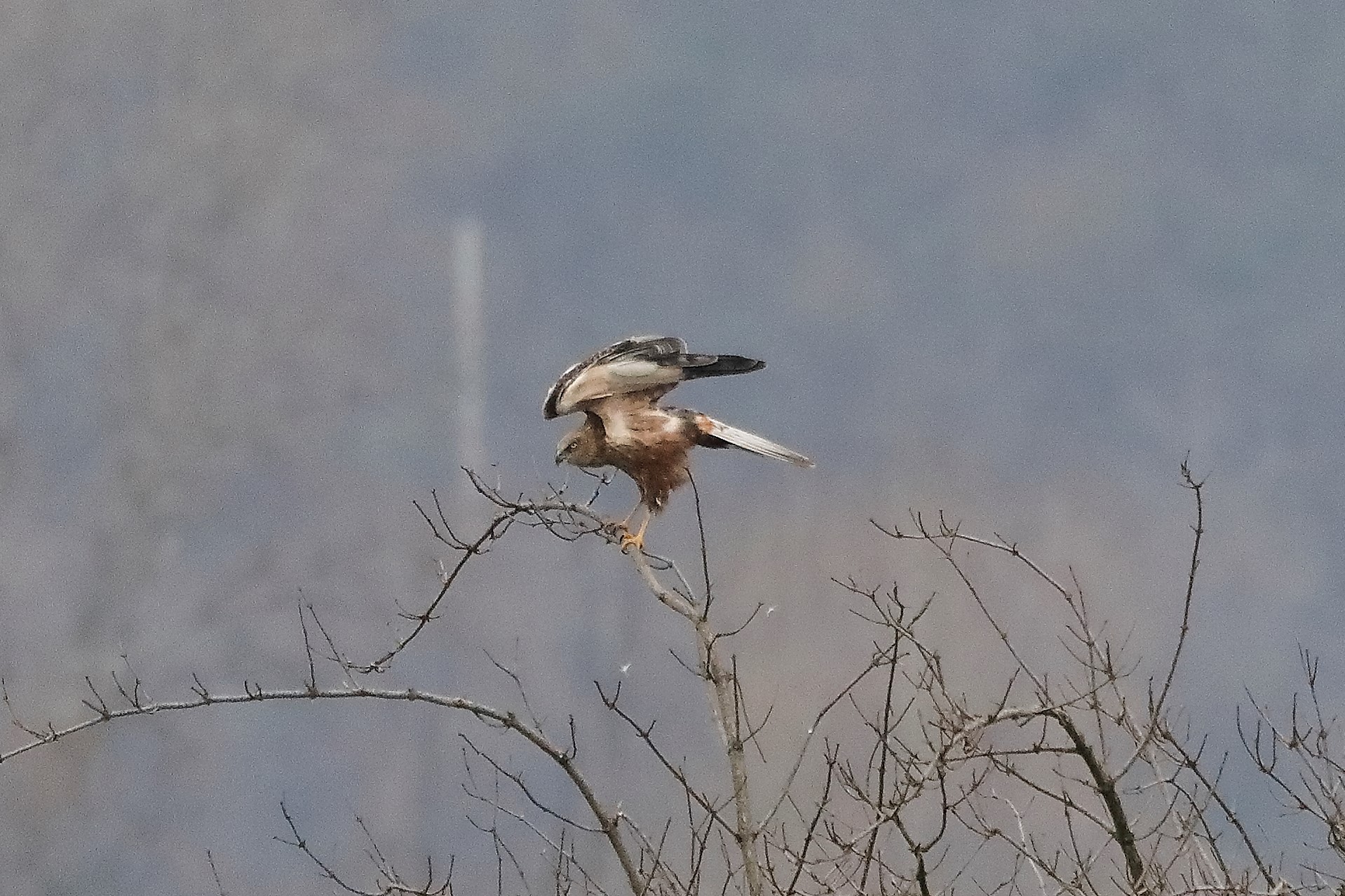 Falco di palude 19-12-2022