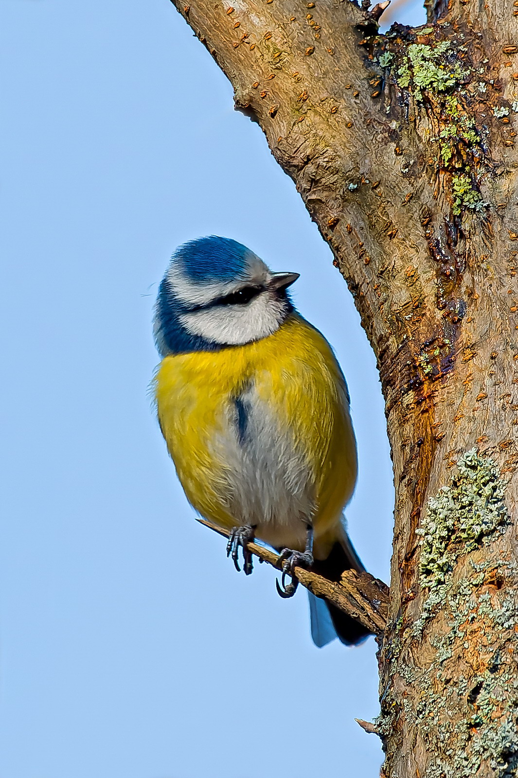 Blue Tit - Parus caeruleus