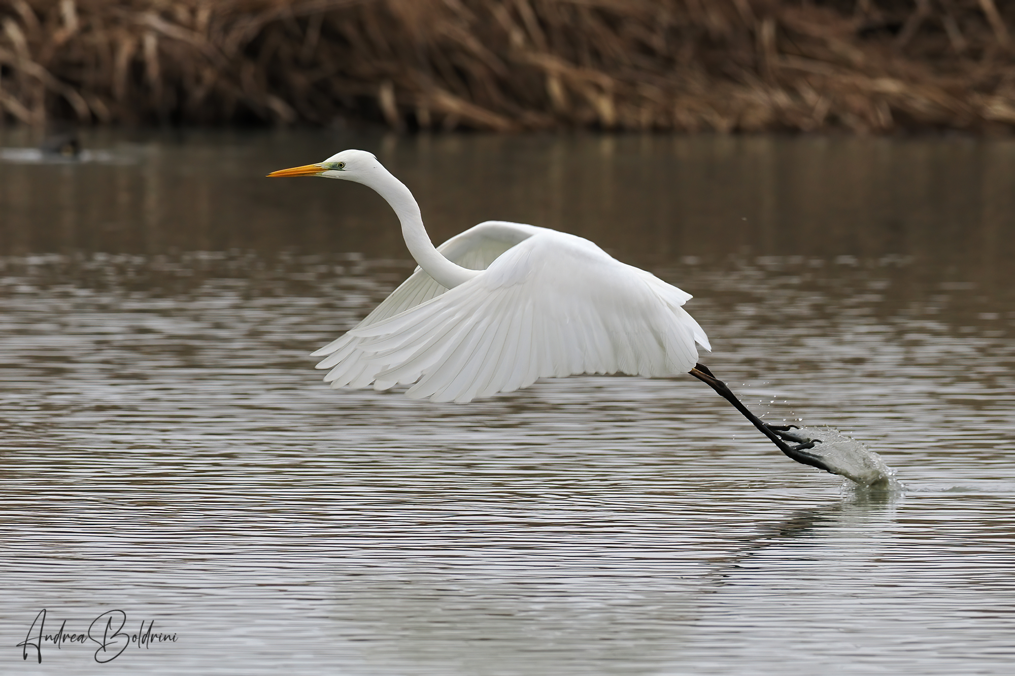 White Heron