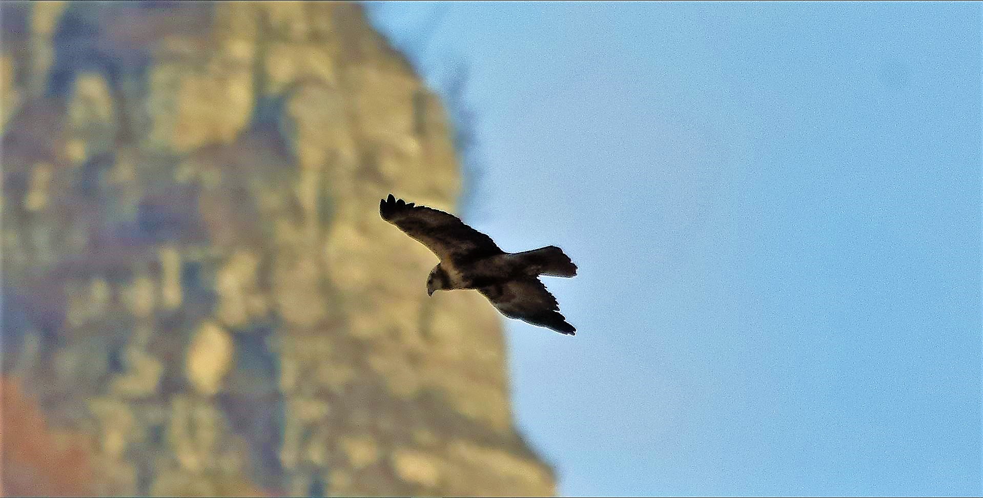 Falco di palude F 18-12-2022