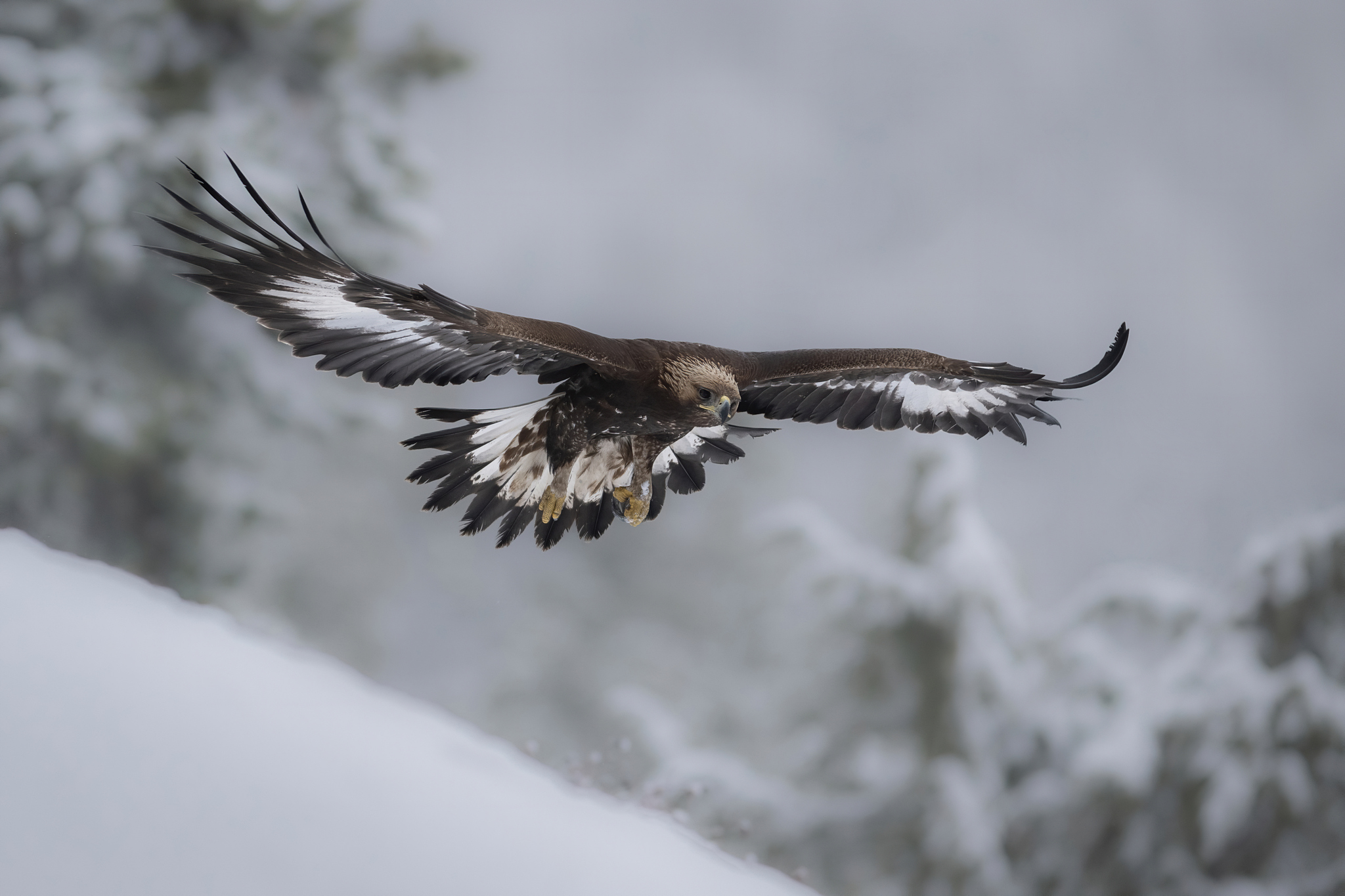 Giovane aquila reale