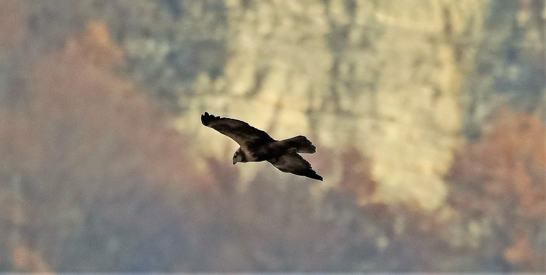 Falco di palude F 18-12-2022