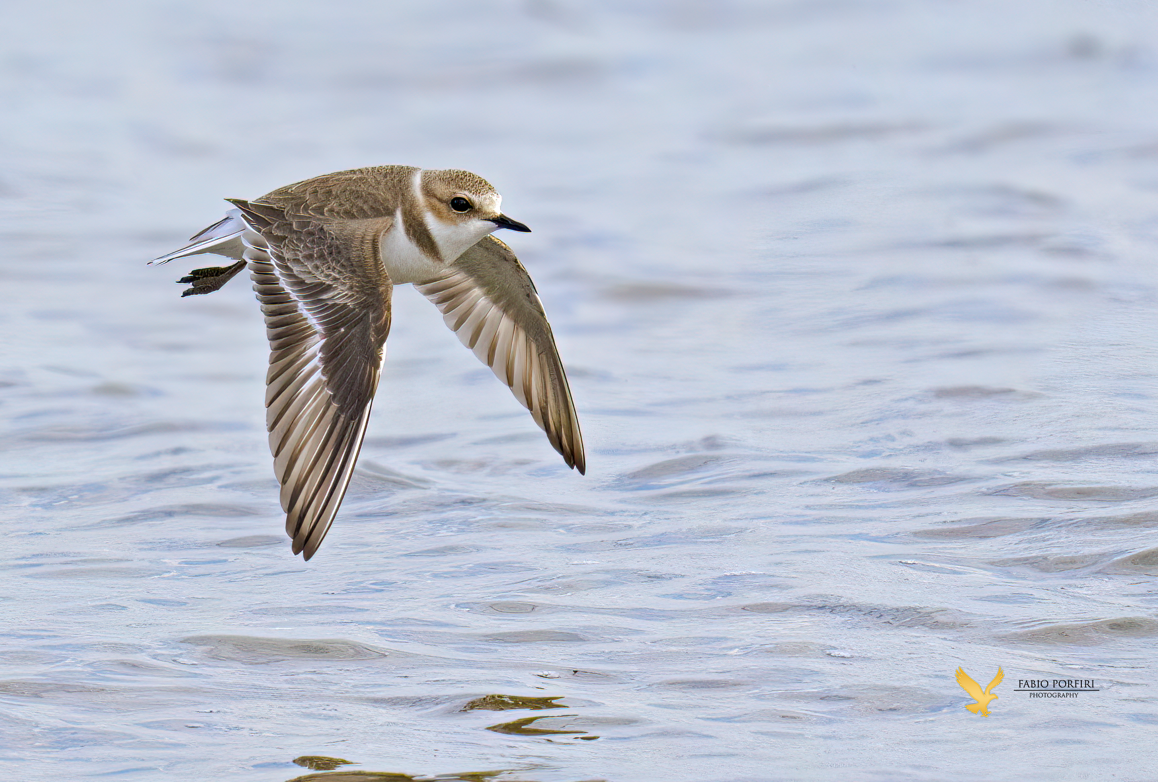fratino in una gigia giornata ..