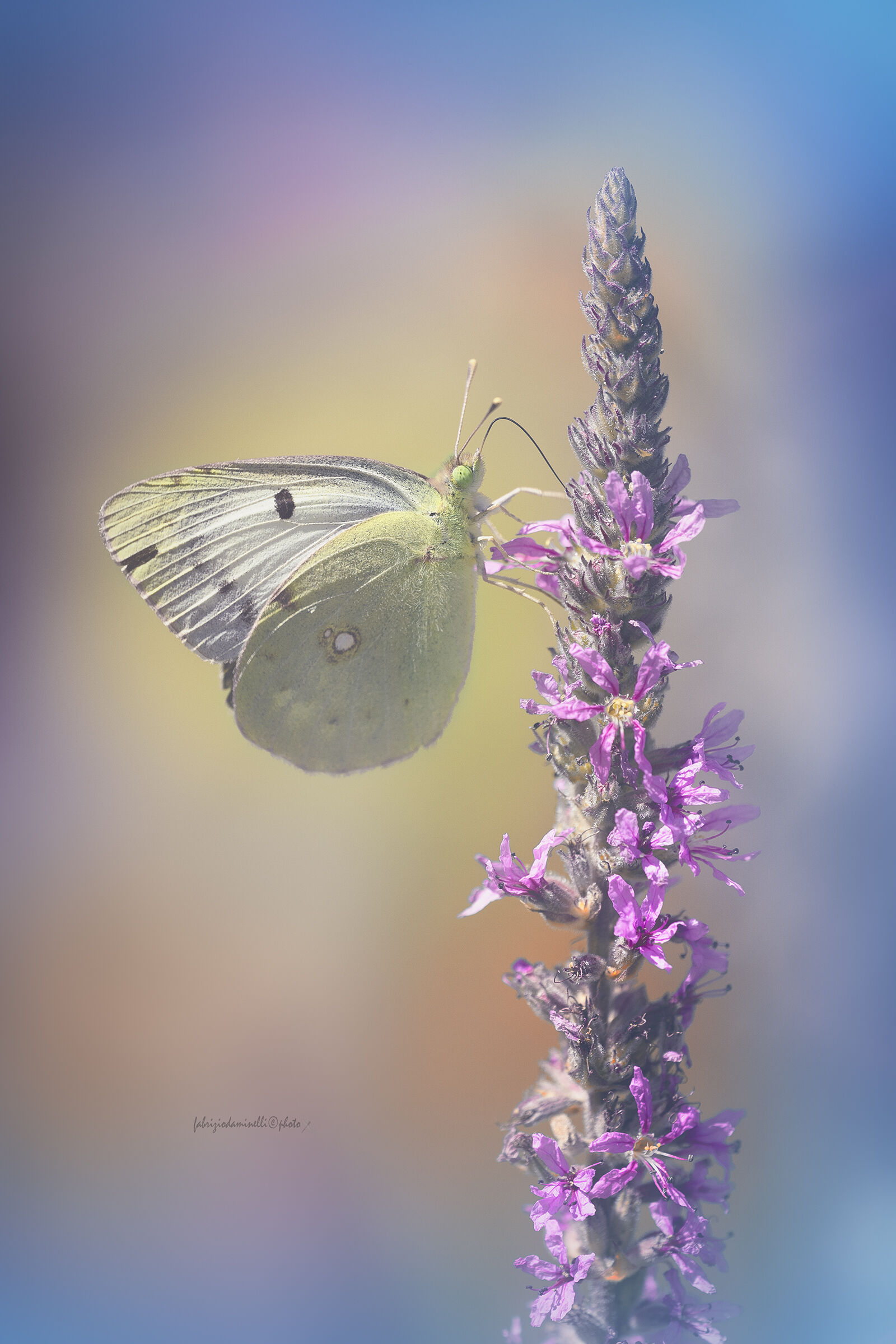 Colias alfacariensis