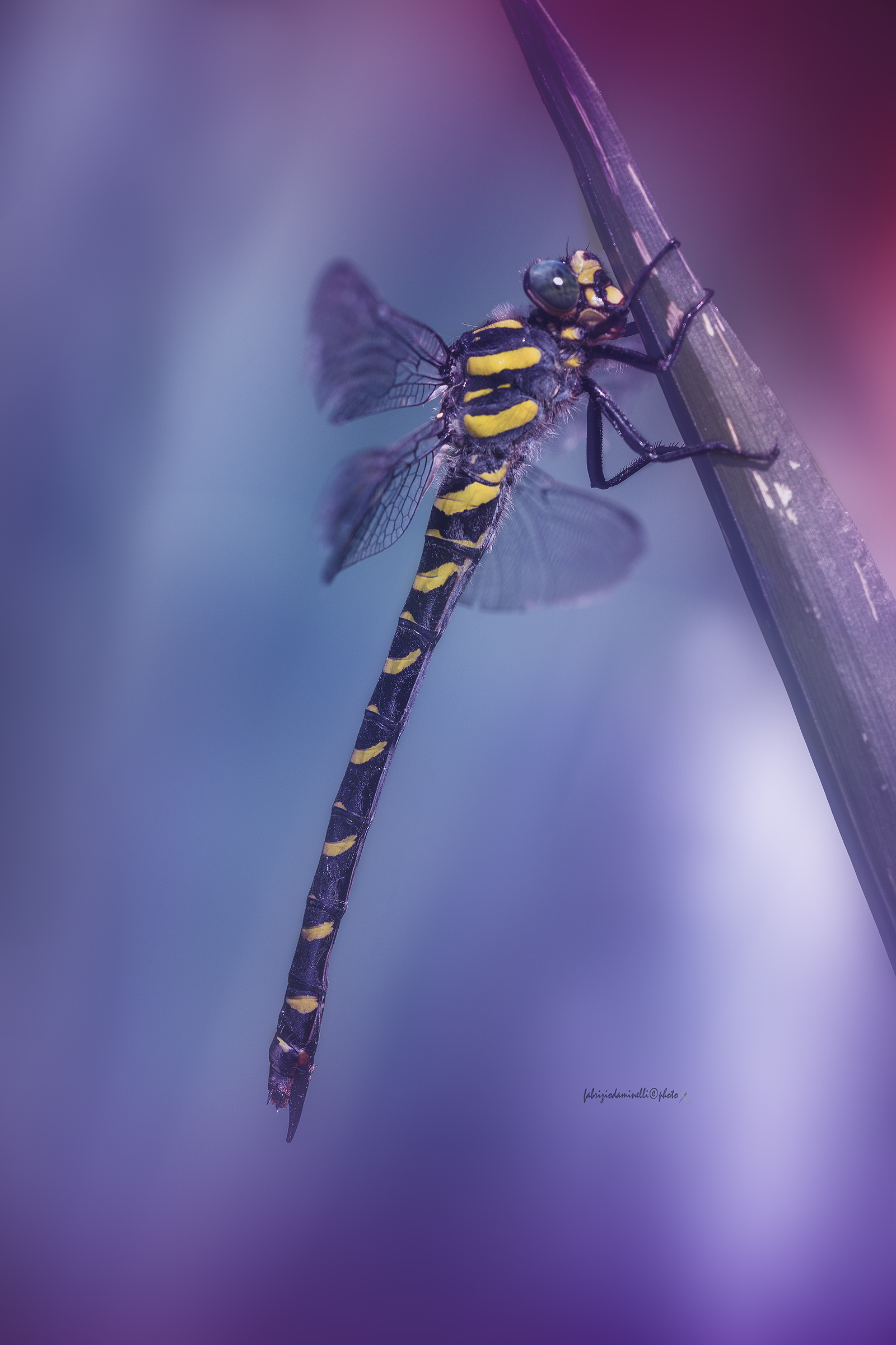 Cordulegaster boltonii