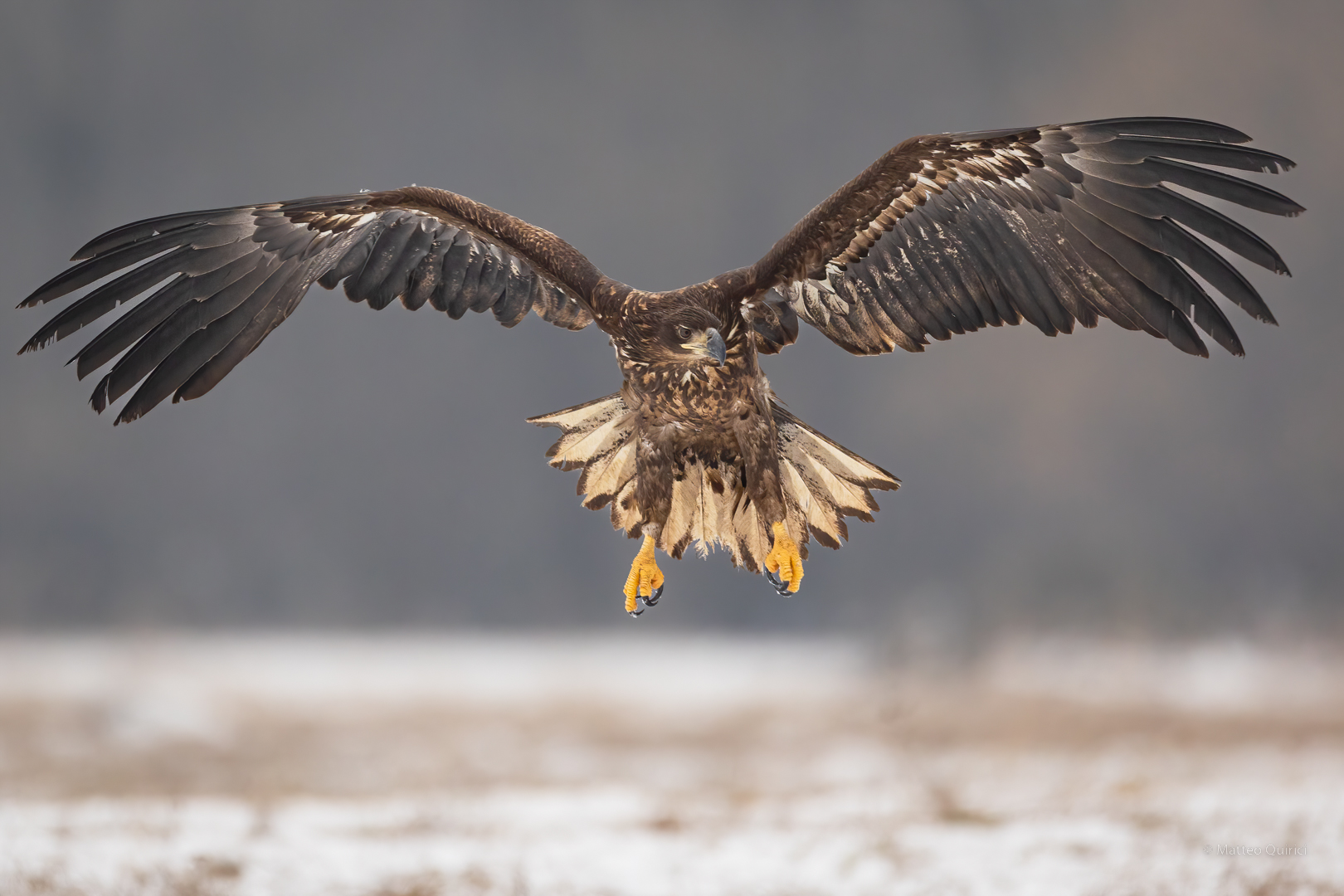 White-tailed eagle