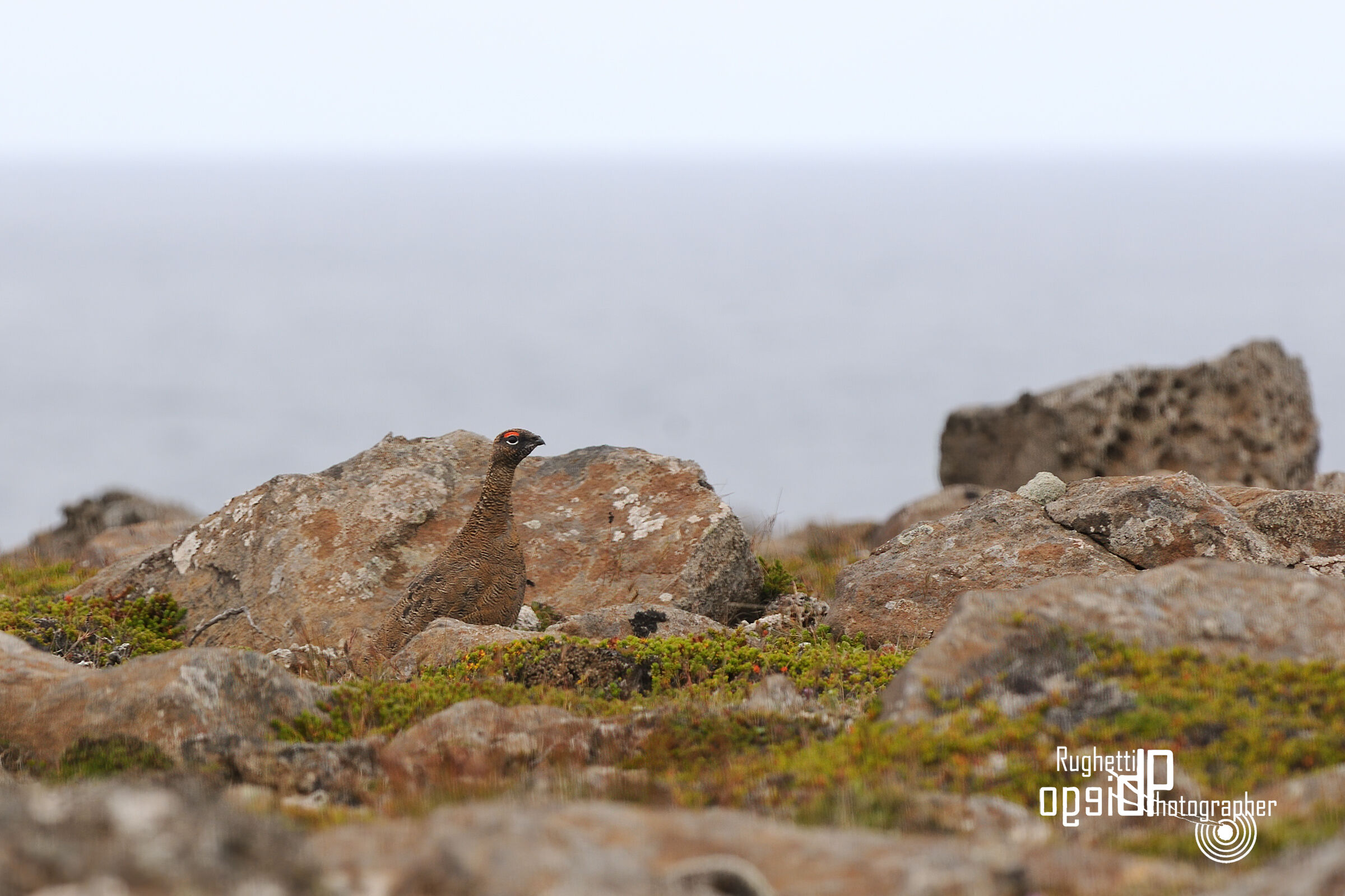 Pernice bianca con livrea estiva