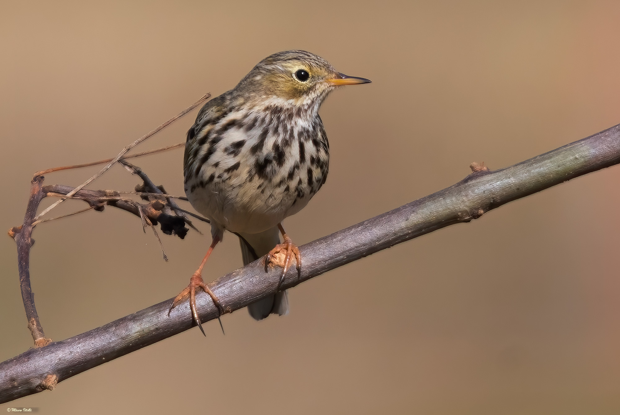 Pispola (Anthus pratensis)