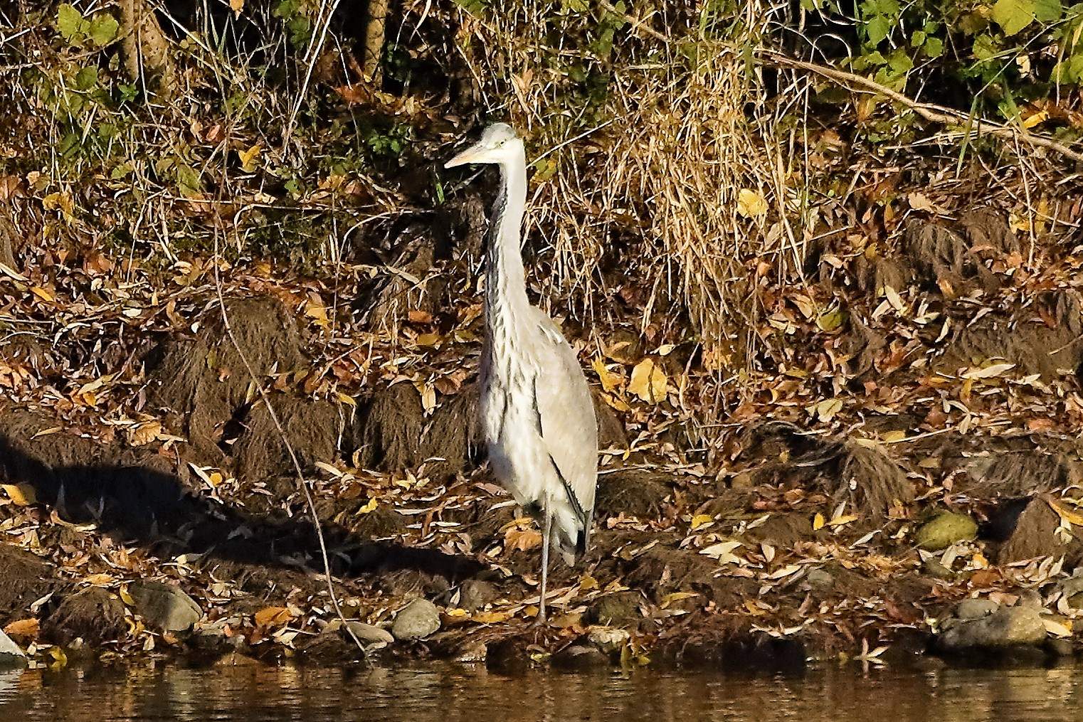 Cenerino 07 dicembre 2022