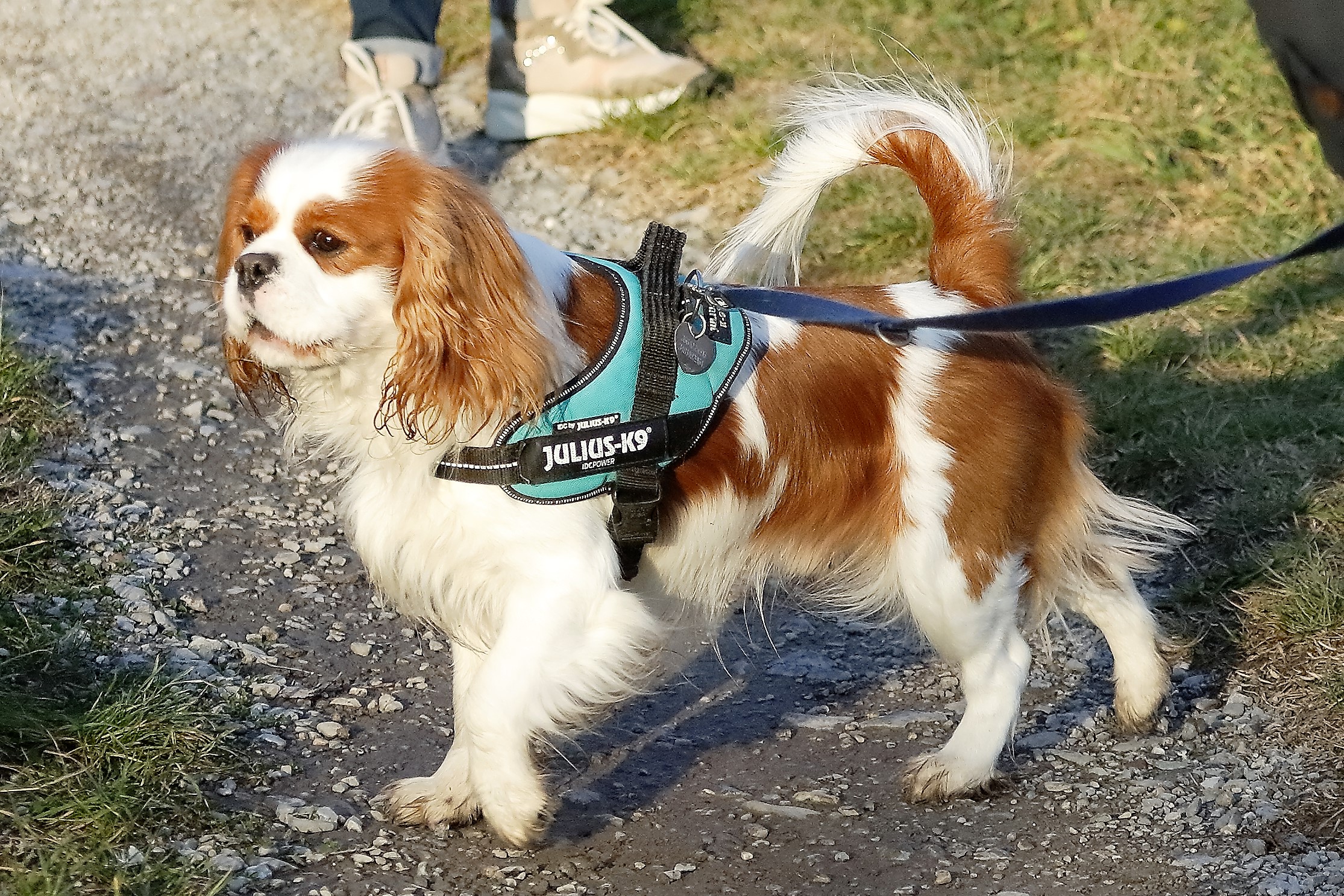 Lilli 07 dicembre 2022