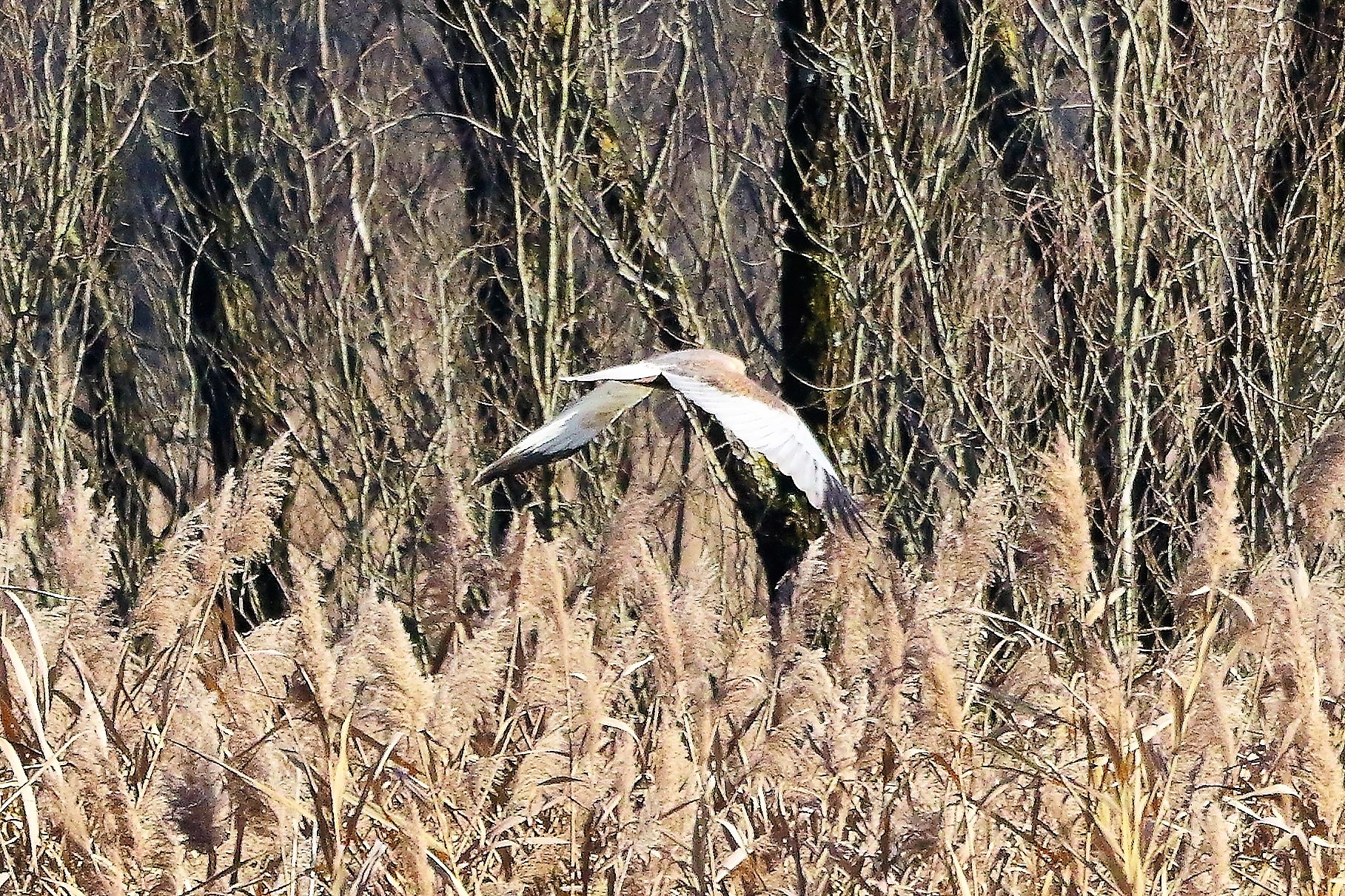 Falco di palude 12 dicembre 2022