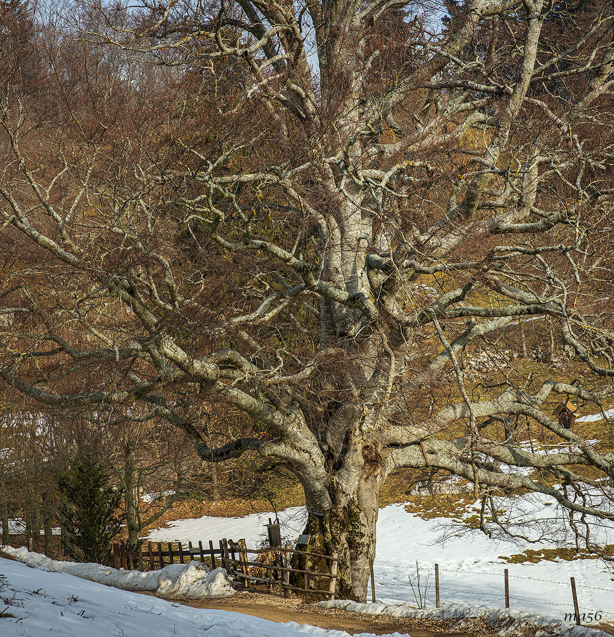 The beech of the Madonnina