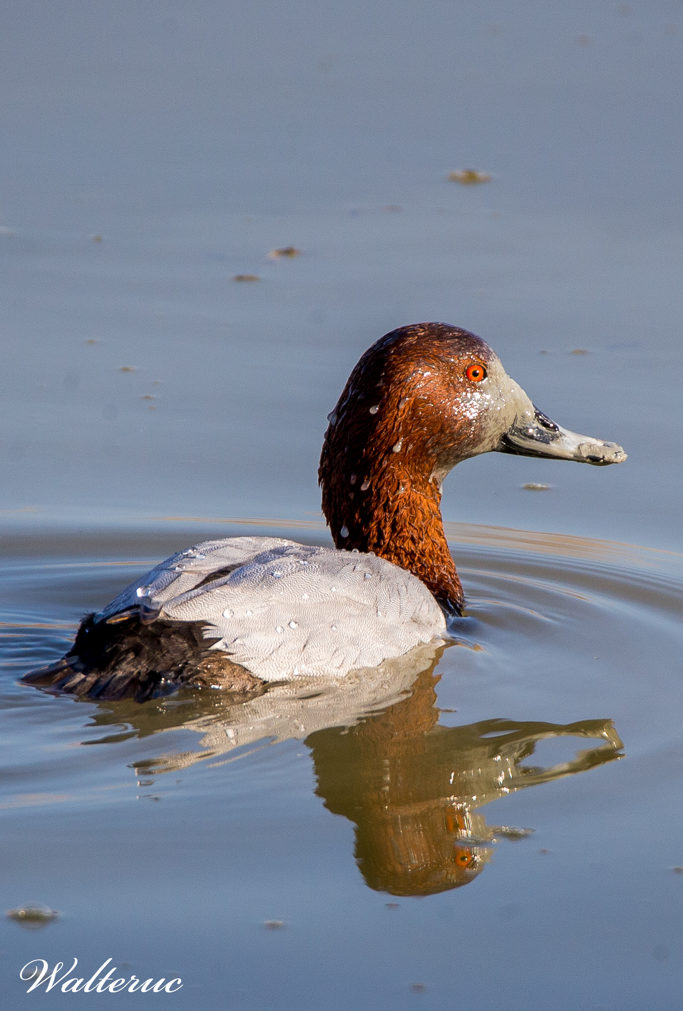 Common pochard