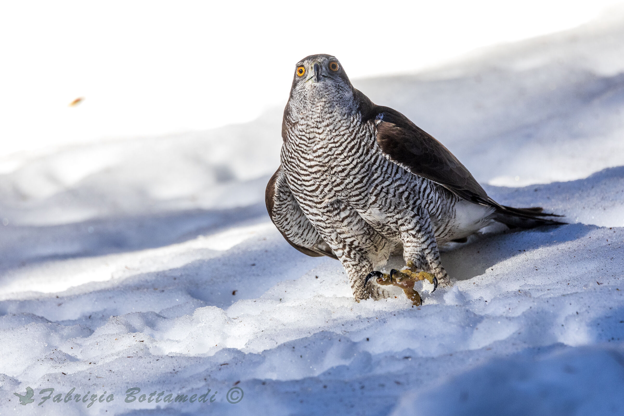The claws of the goshawk