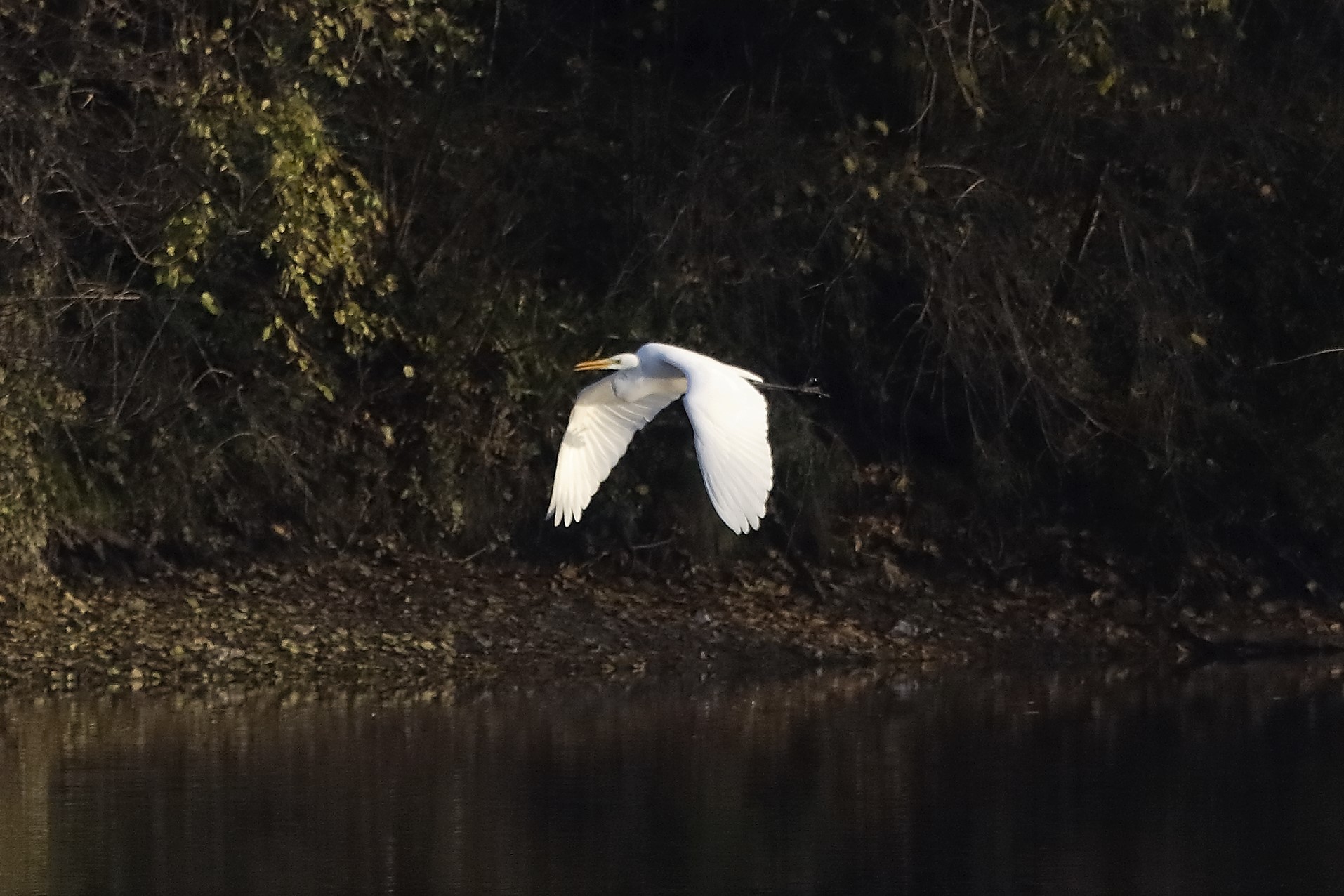 Airone BM 07 dicembre 2022