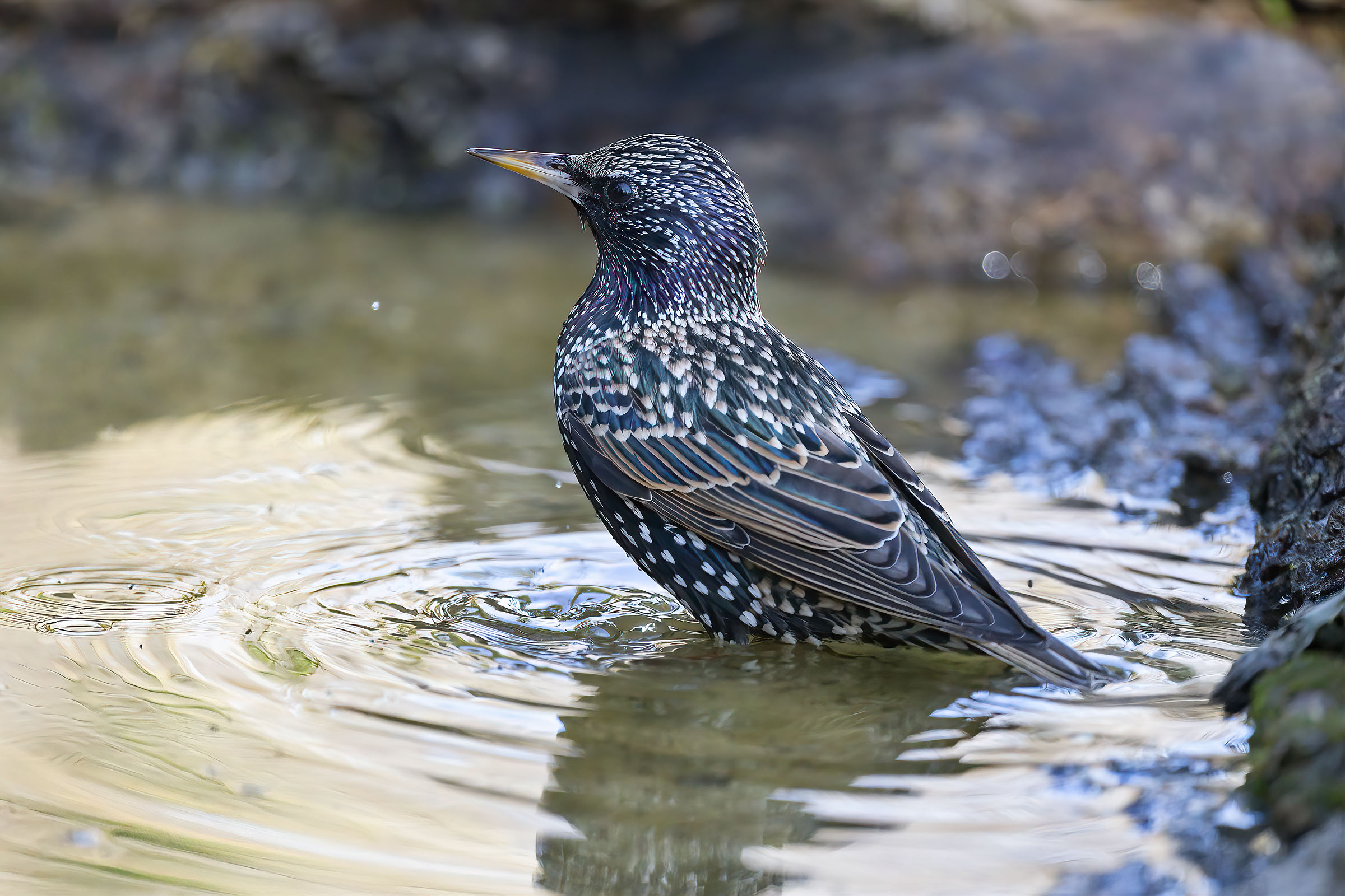 Il bagnetto dello Storno