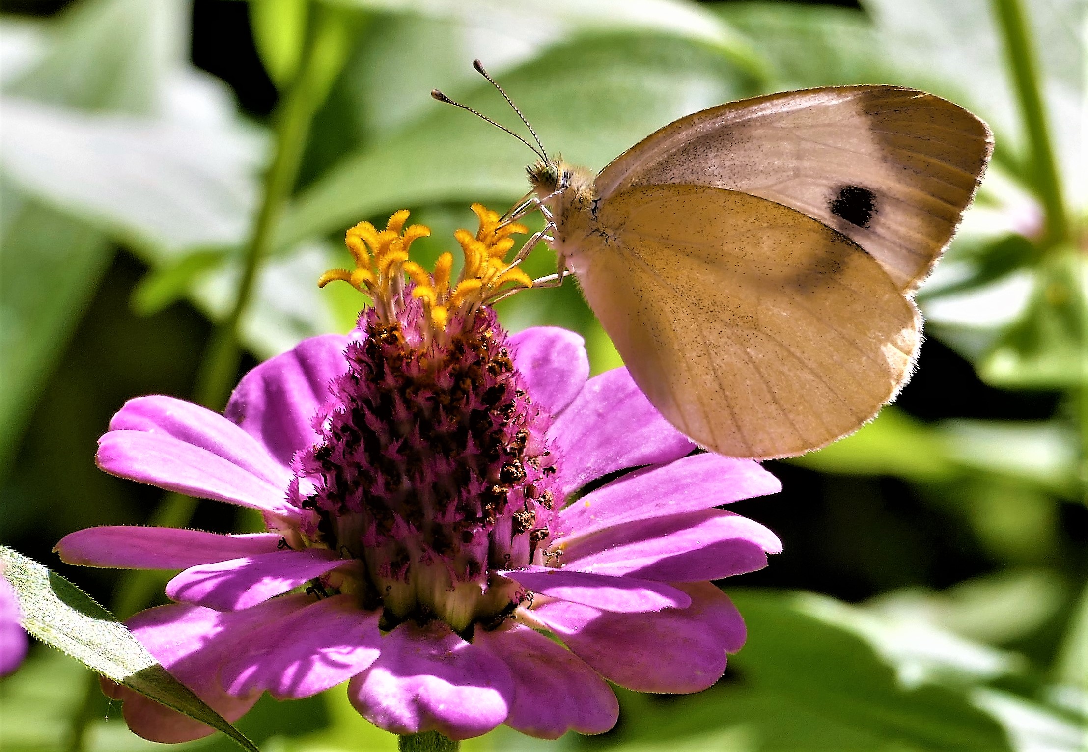 Butterfly on zinnia.