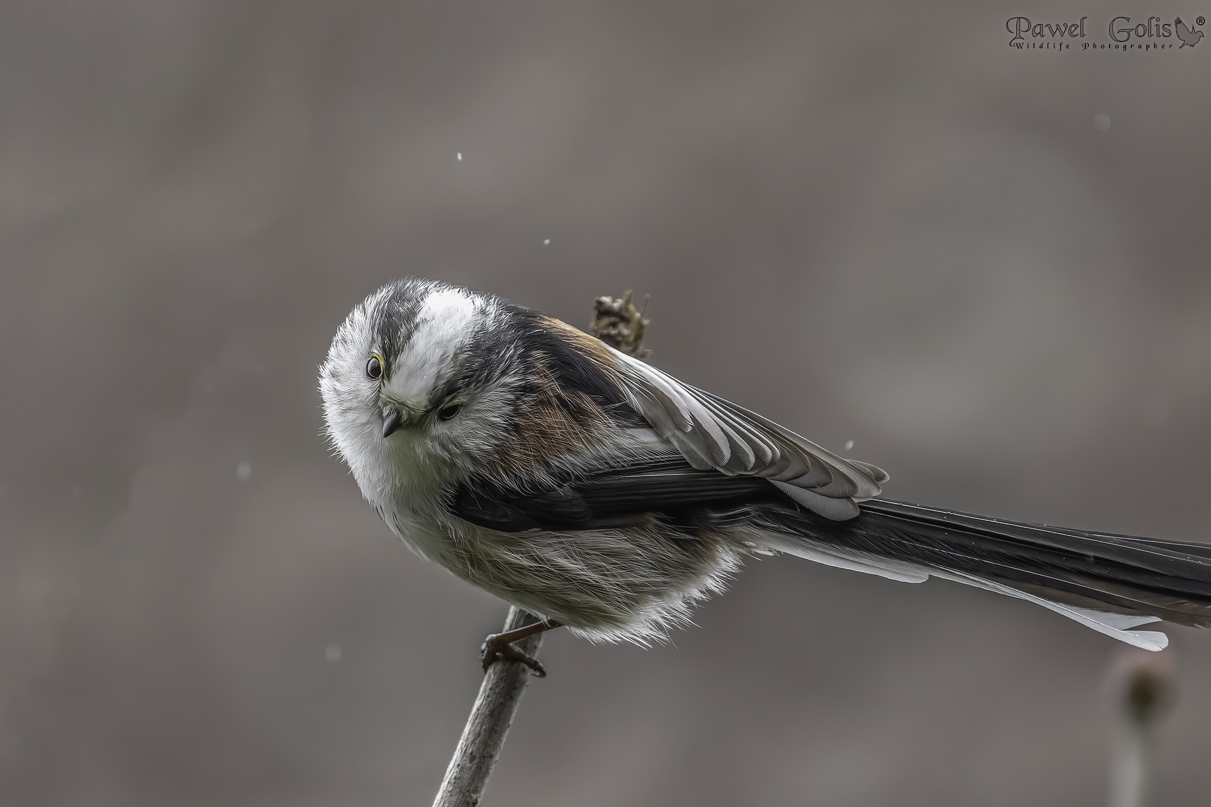 Cinciallegra dalla coda lunga (Aegithalos caudatus)