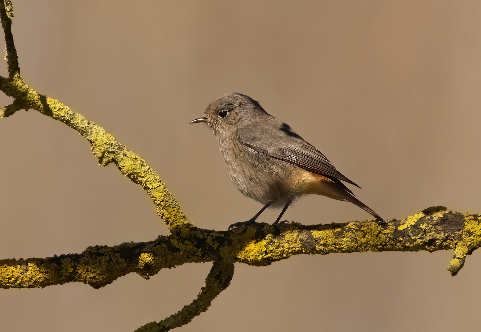 Black redstart